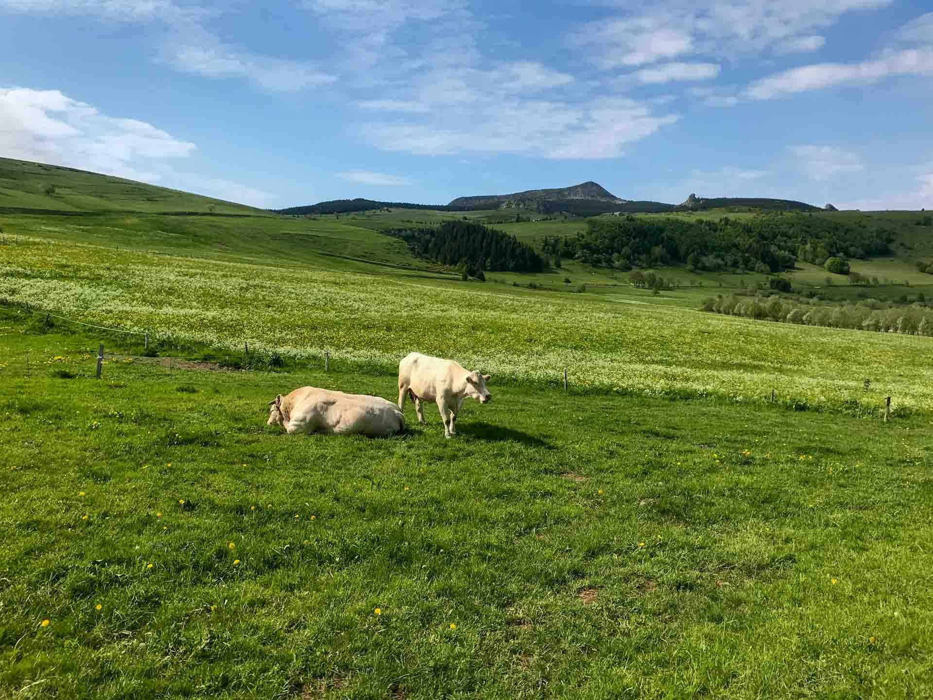 Les prairies autour de Saint Bonnet le Froid © Emmanuel Laveran