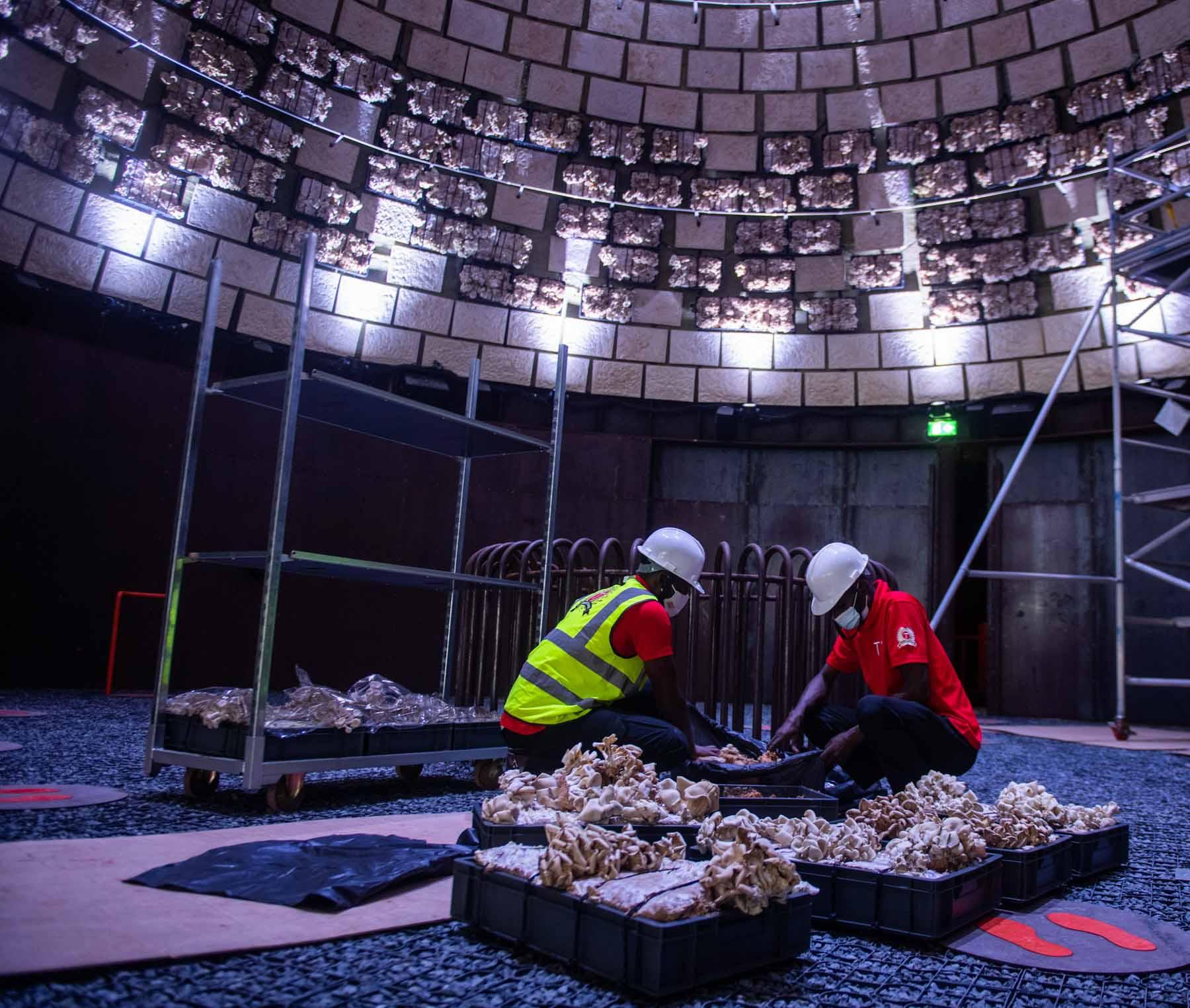 Des ouvriers préparent les caisses de croissance des champignons qui recouvrent l’enveloppe du pavillon hollandais © DR