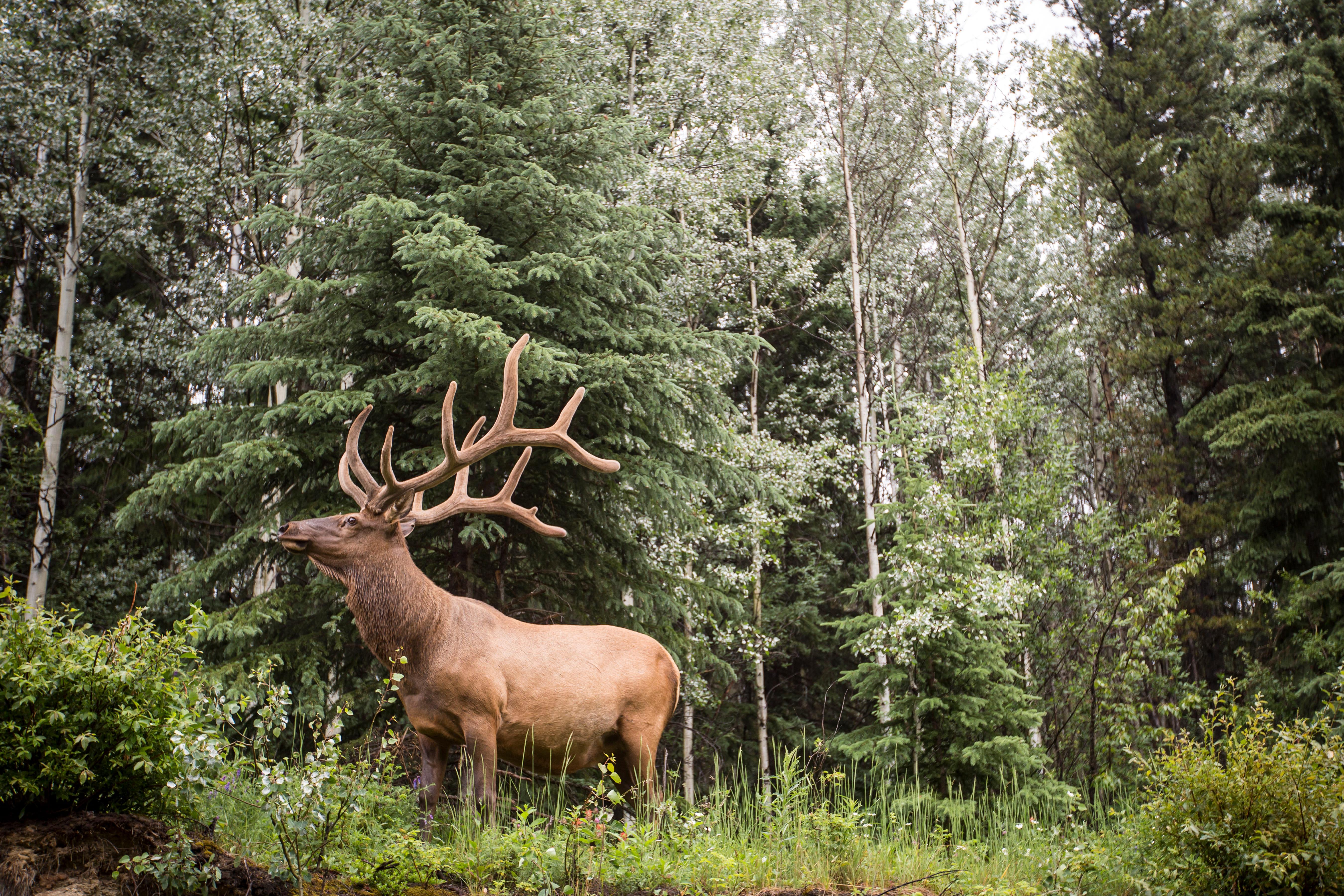 Un cerf de Virginie observé sur le trajet 