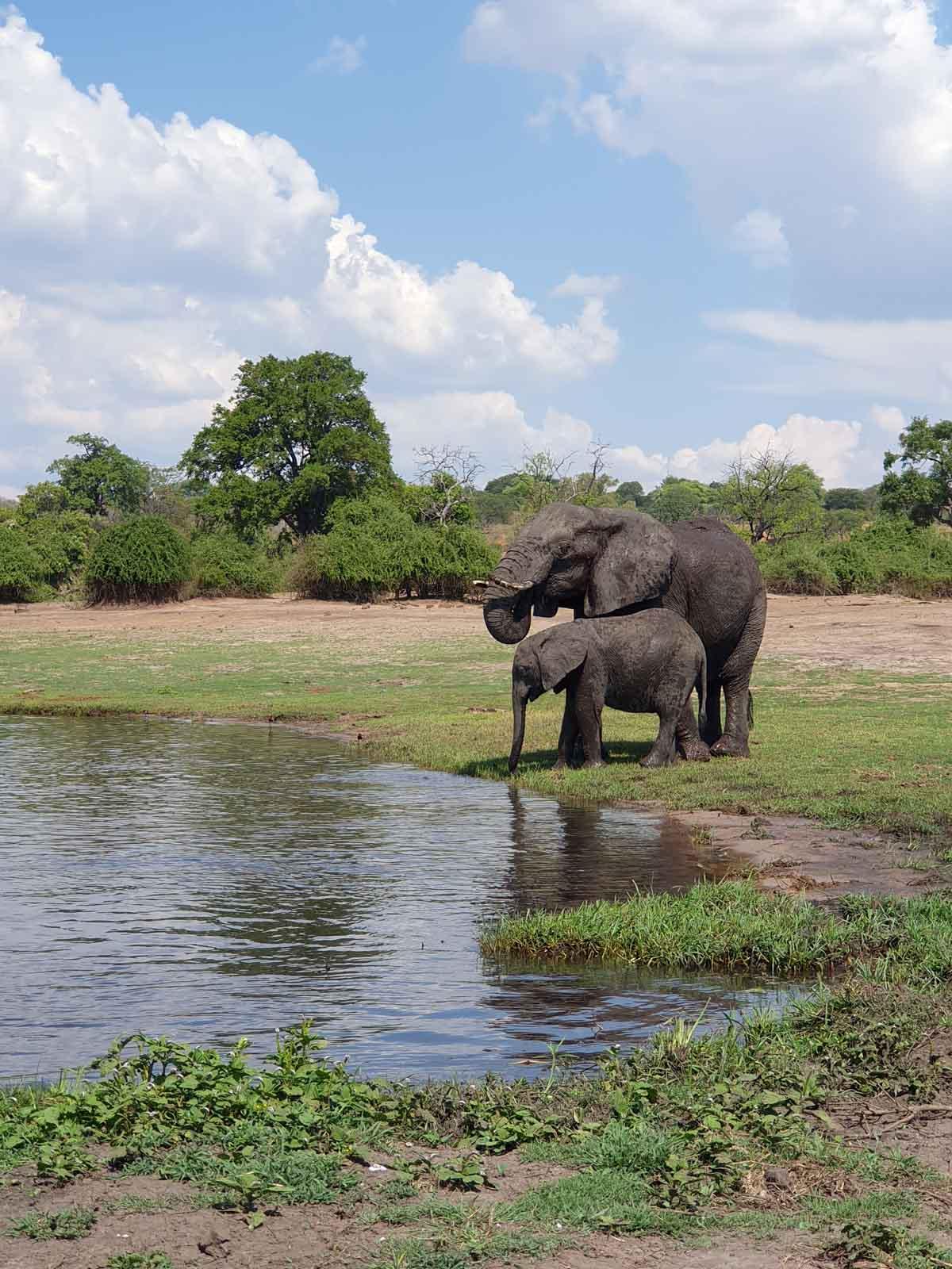 Près des chutes Victoria, le Parc National de Chobe