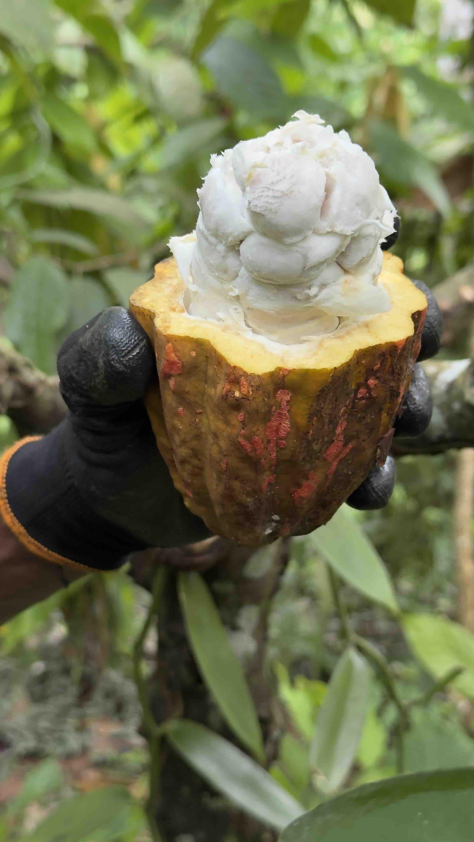 La Cabosse de cacao © Pascale Missoud