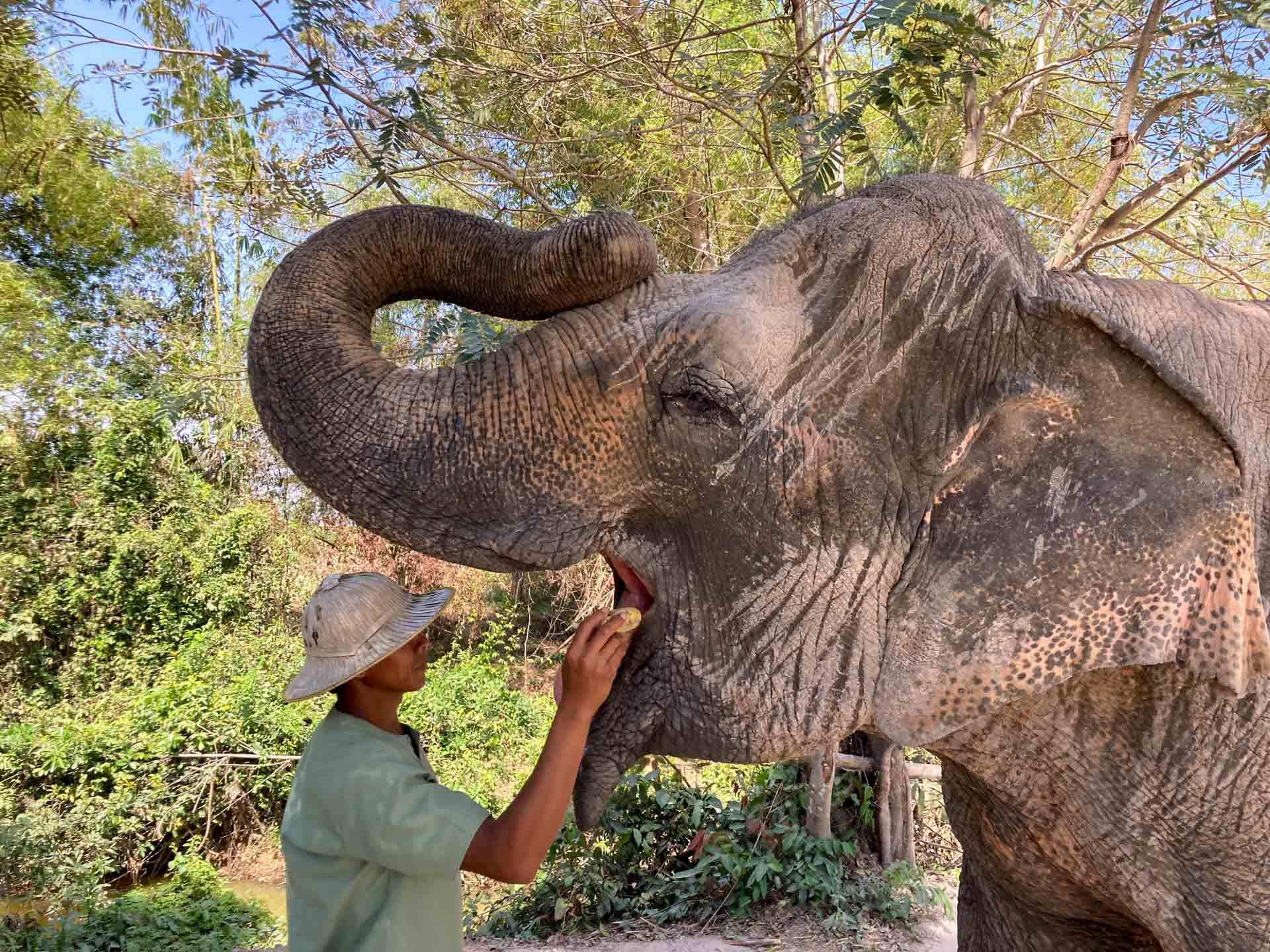 Ici les éléphants sont vraiment chouchoutés © Pascale Missoud