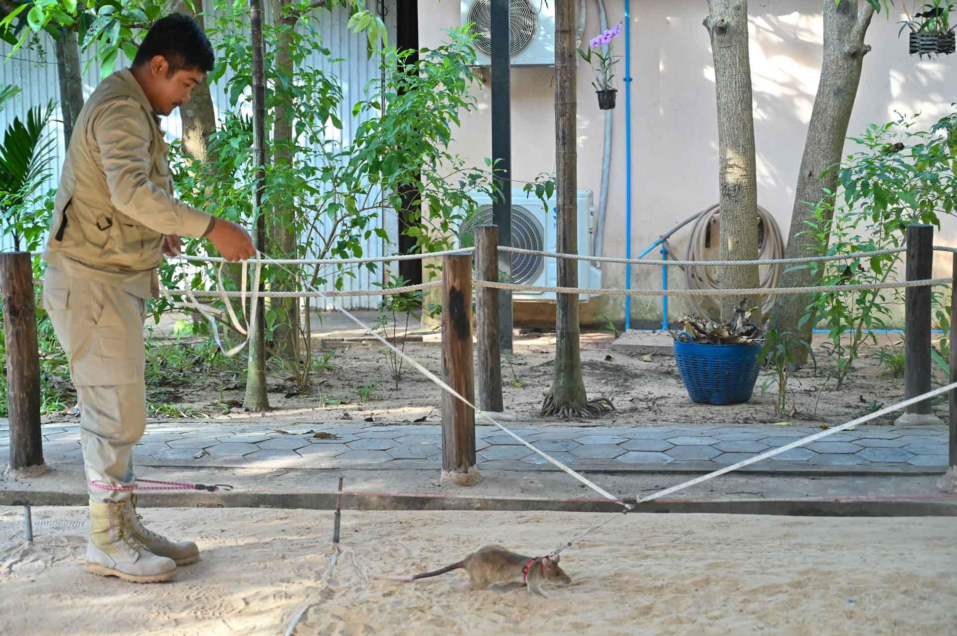 Les rats d’Apopo, de redoutables chasseurs de mines © Pascale Missoud