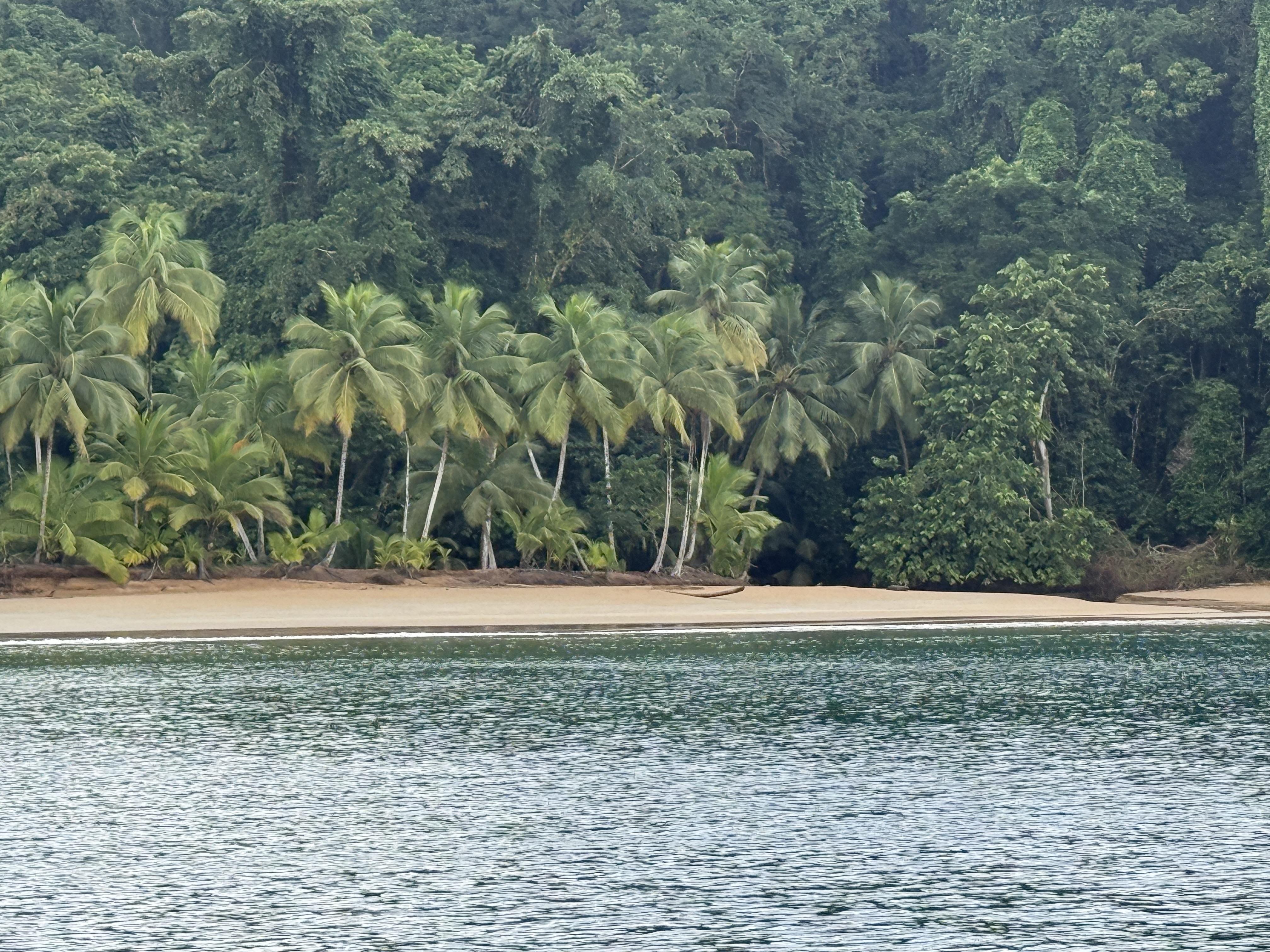 Des plages sauvages, et cette forêt, omniprésente © Pascale Missoud
