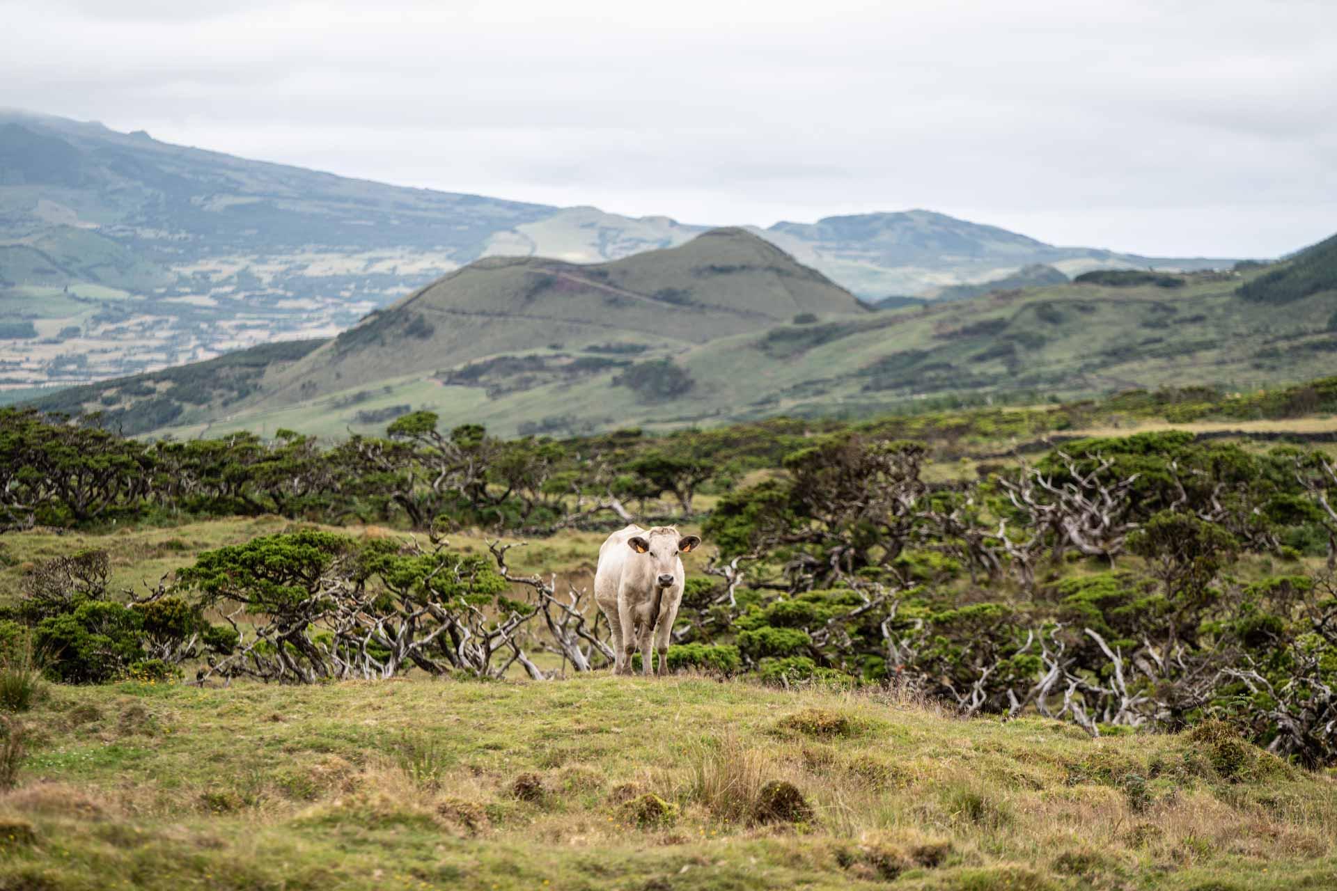 Les autres randonneurs que l’on croisera sur le plateau d’Achada seront surement sur quatre pattes © VisitAzores