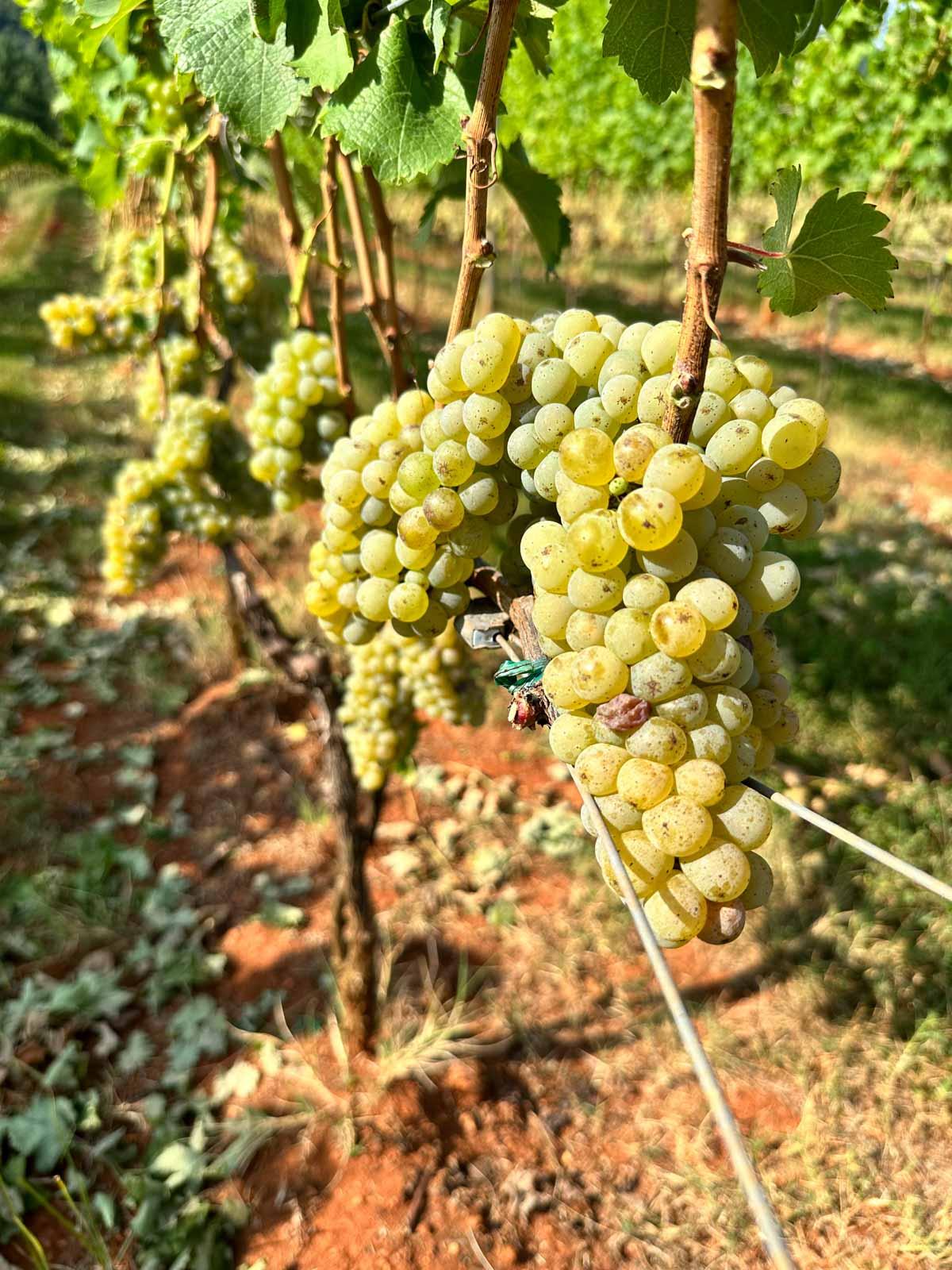 Pollak Vineyards © Alain Maurice