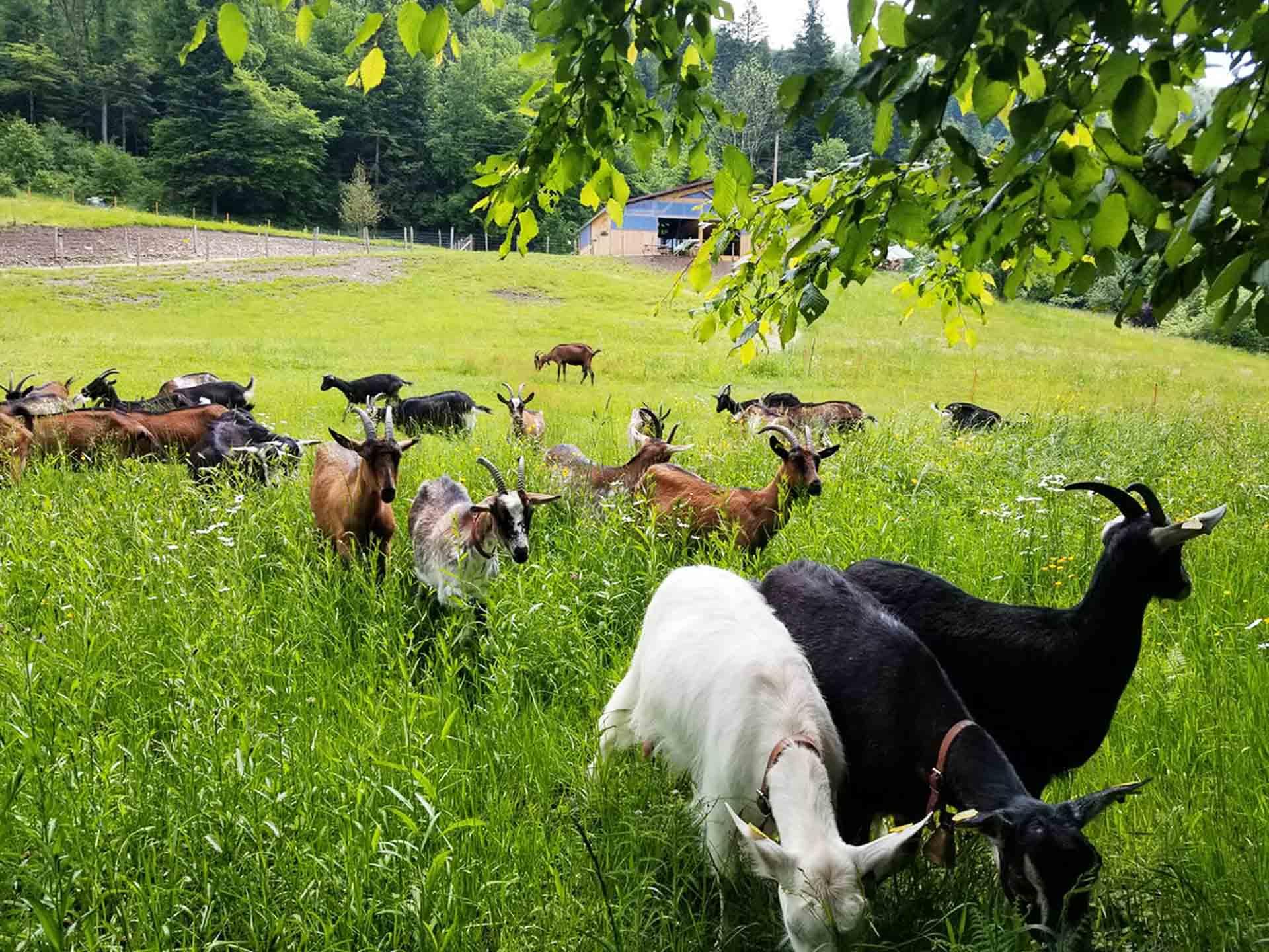 Randonnée avec des chèvres aux 1000 Etangs © DR