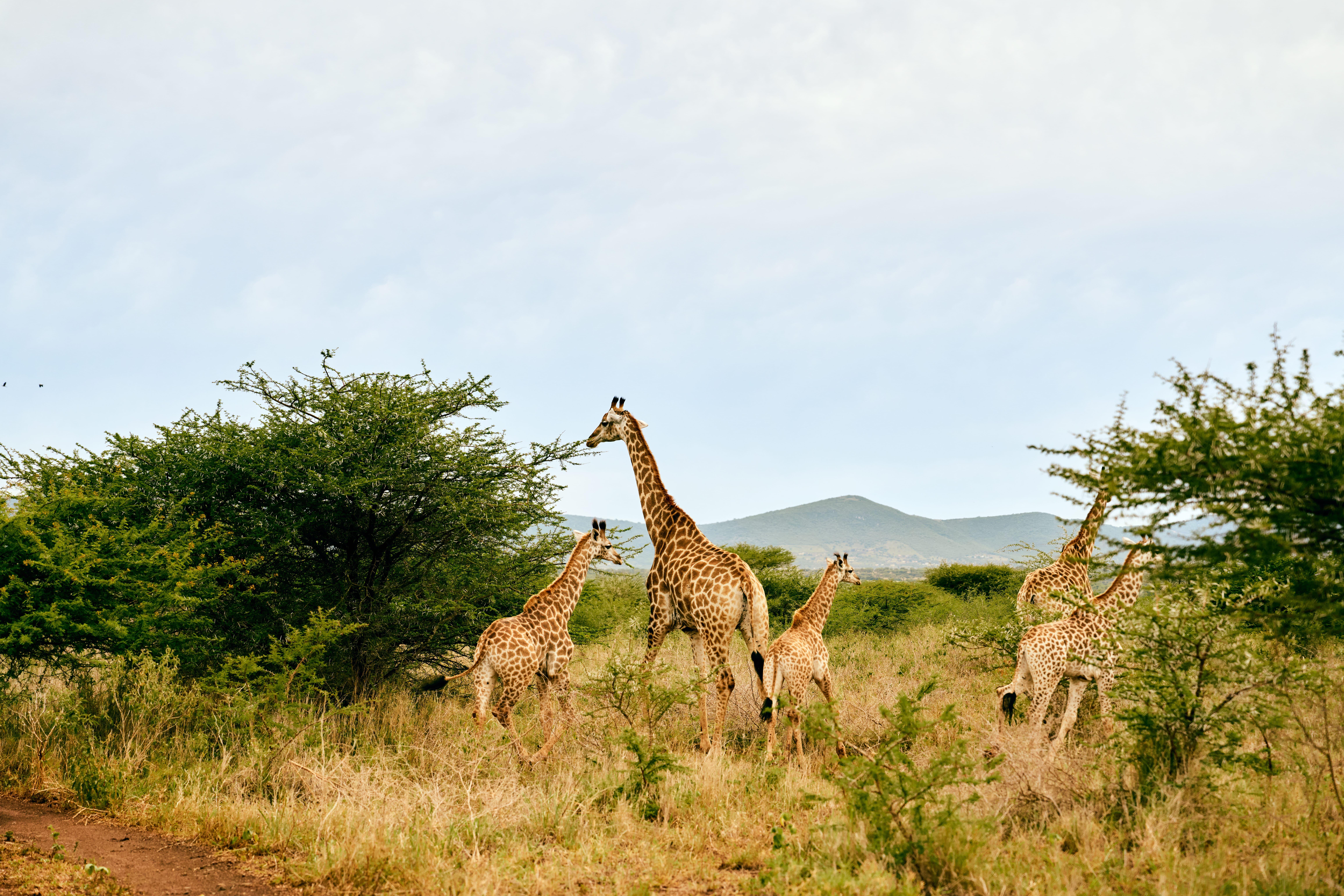Safari Zulu Natal © Arthur Degorce