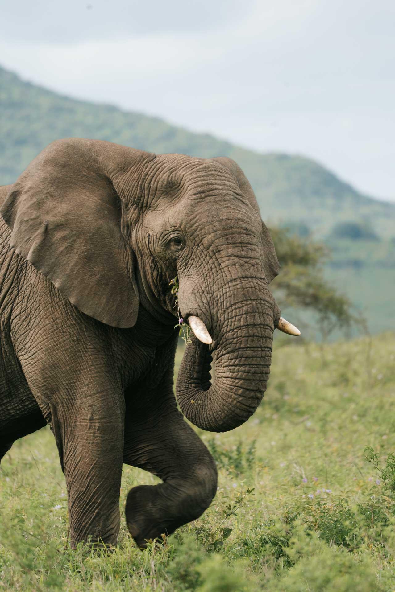 L’un des Big Five d’Afrique du Sud 