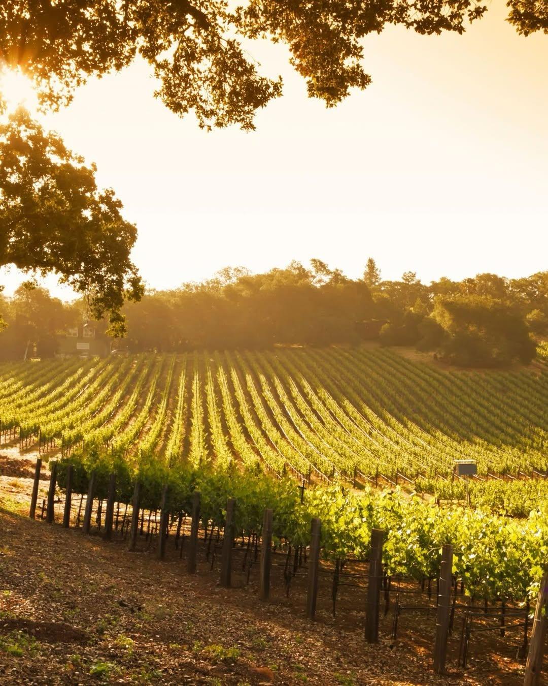 La Côte d’Or en Bourgogne © Les Sources de Vougeot
