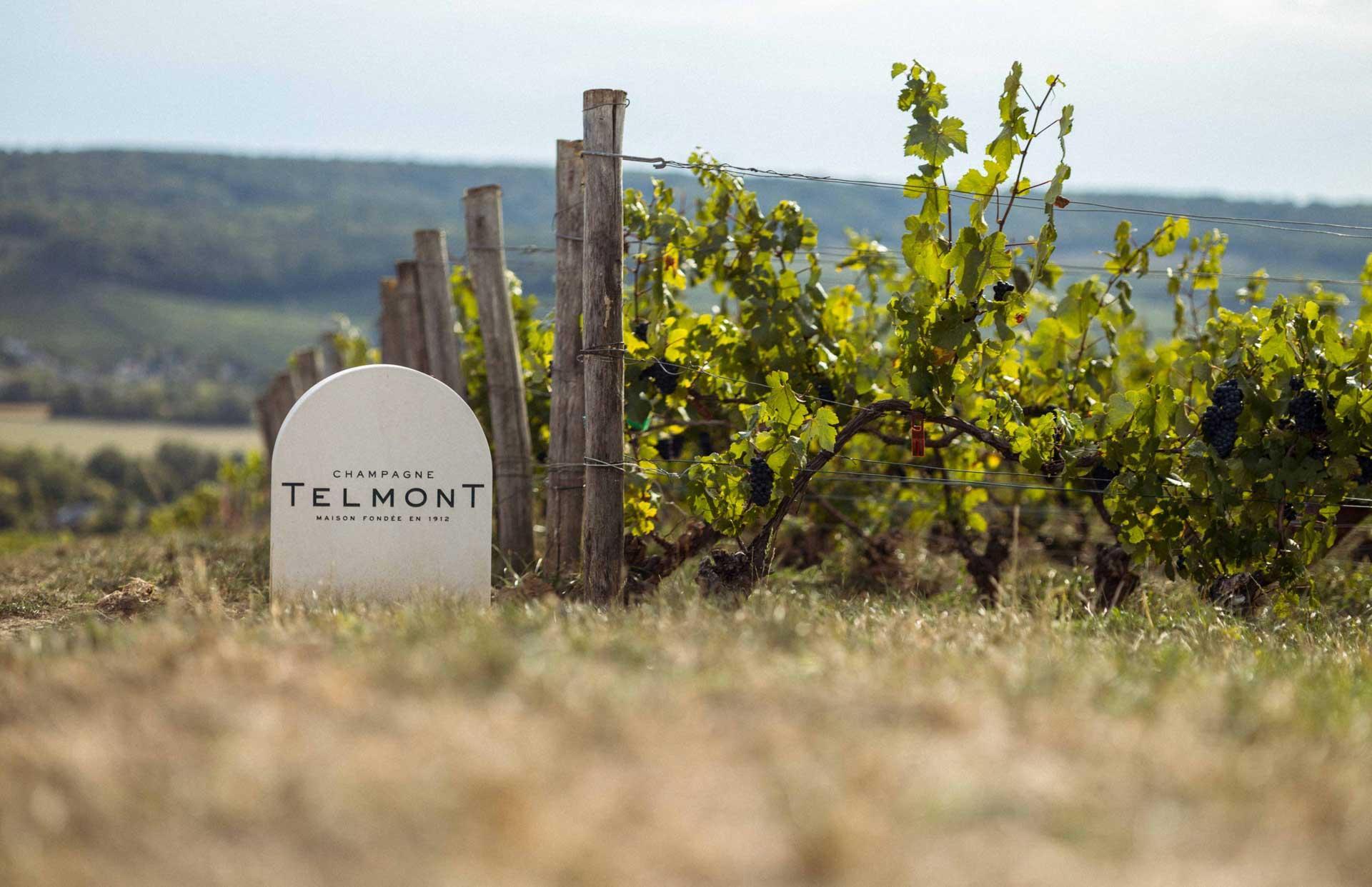 Les vignes du domaine de Telmont © Telmont