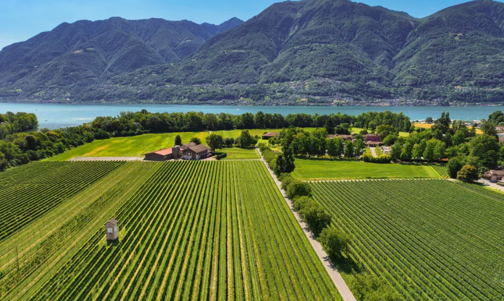 Terreni alla Maggia © DR