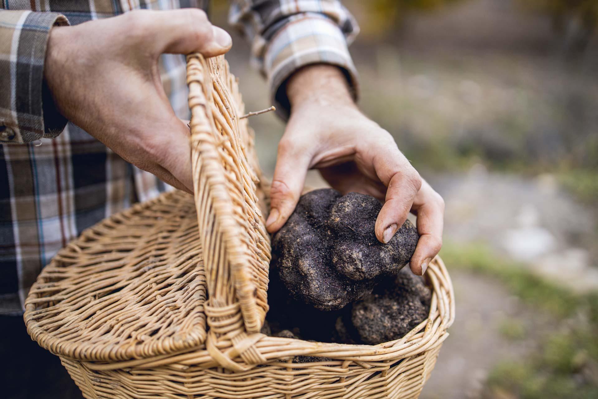 Récolte des truffes dans la Meuse © Artipair