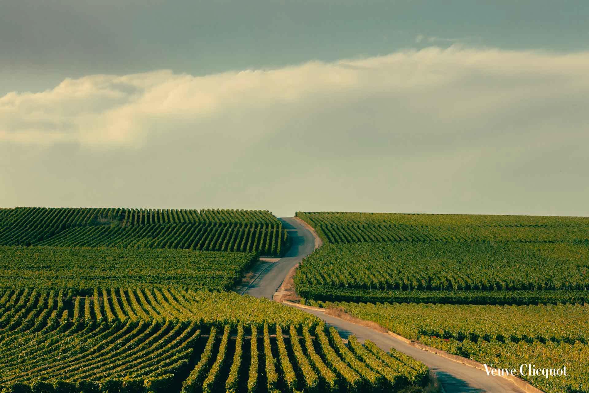 Domaine Veuve Clicquot © Romain Laprade 