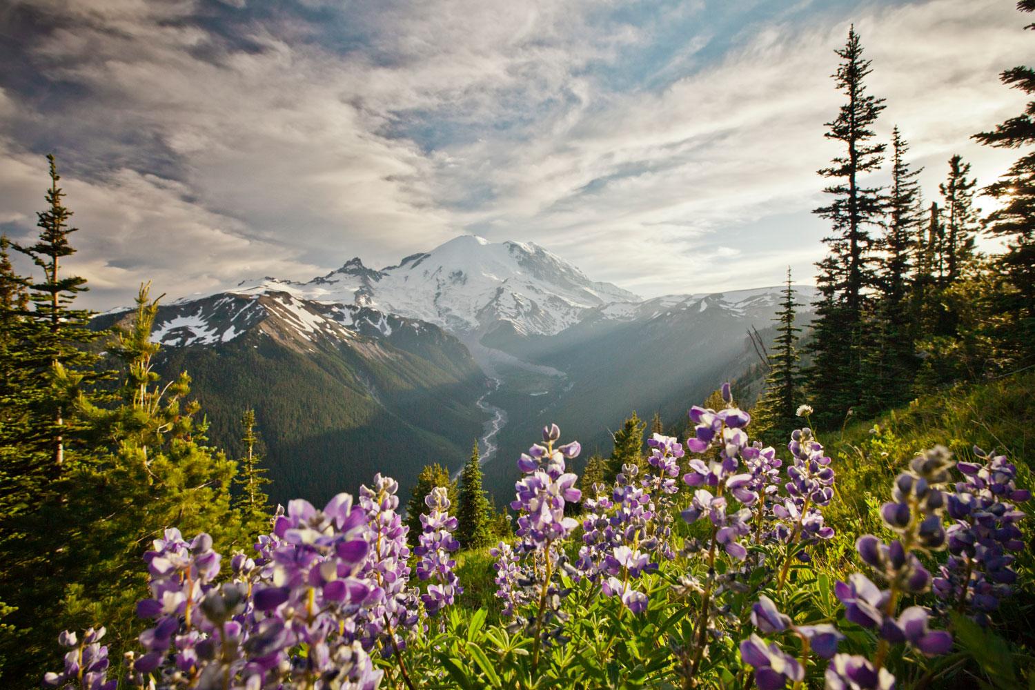  Le parc national de Mount Rainier © Visit Seattle
