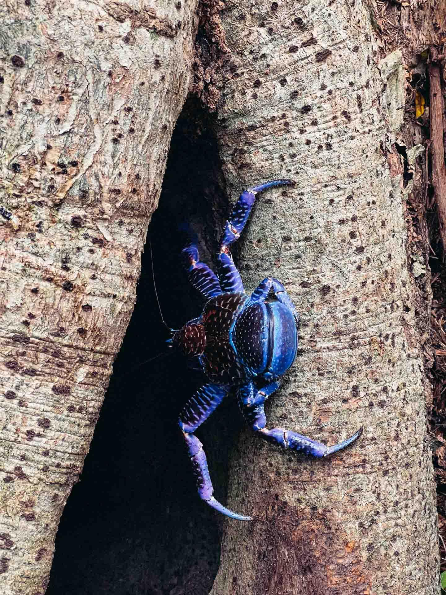 Découvrir la beauté de la Polynésie française © Brando