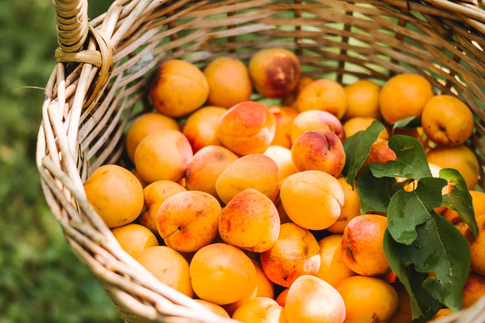 Cueillette d’abricot © NÖW