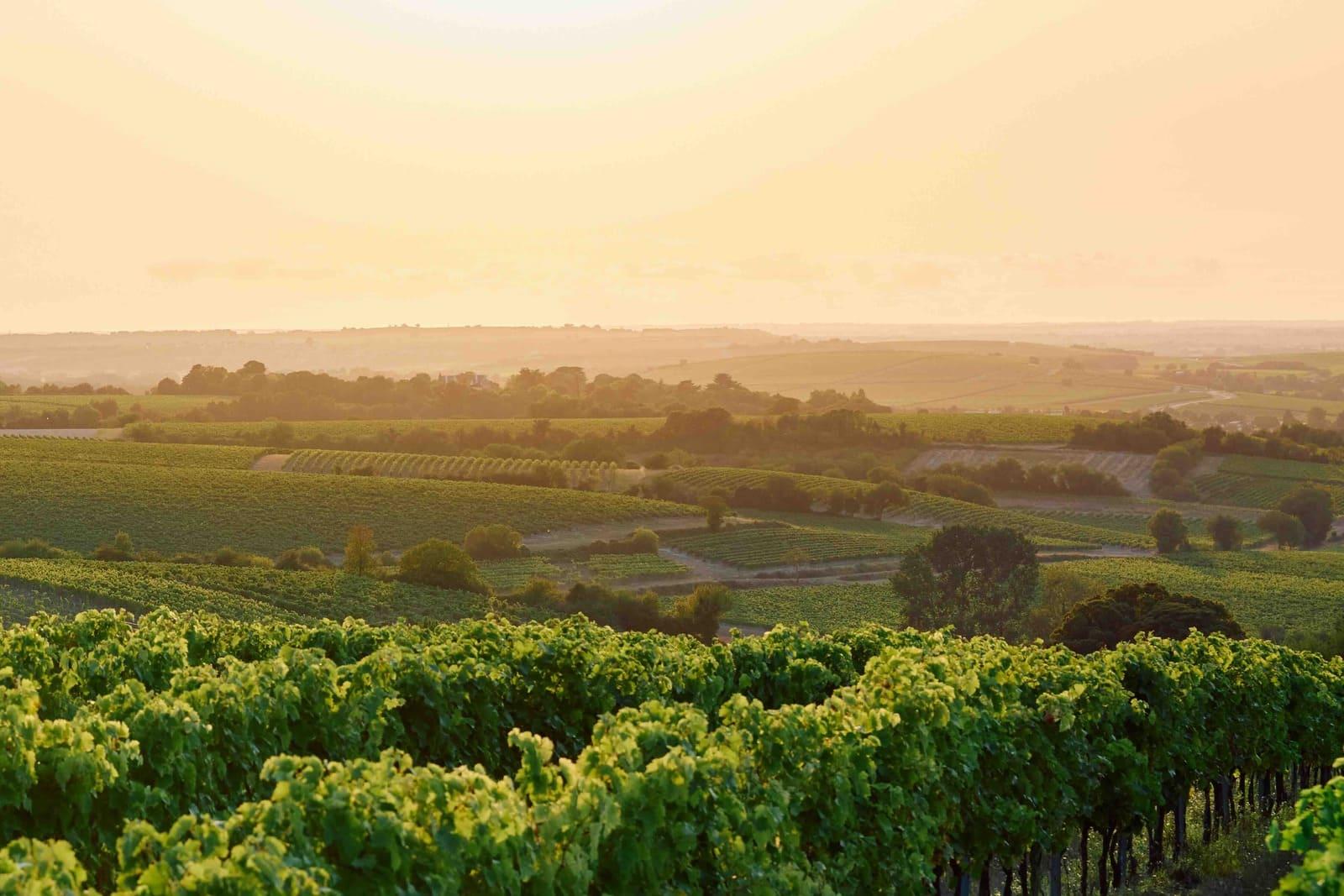 Les paysages de Cognac © 