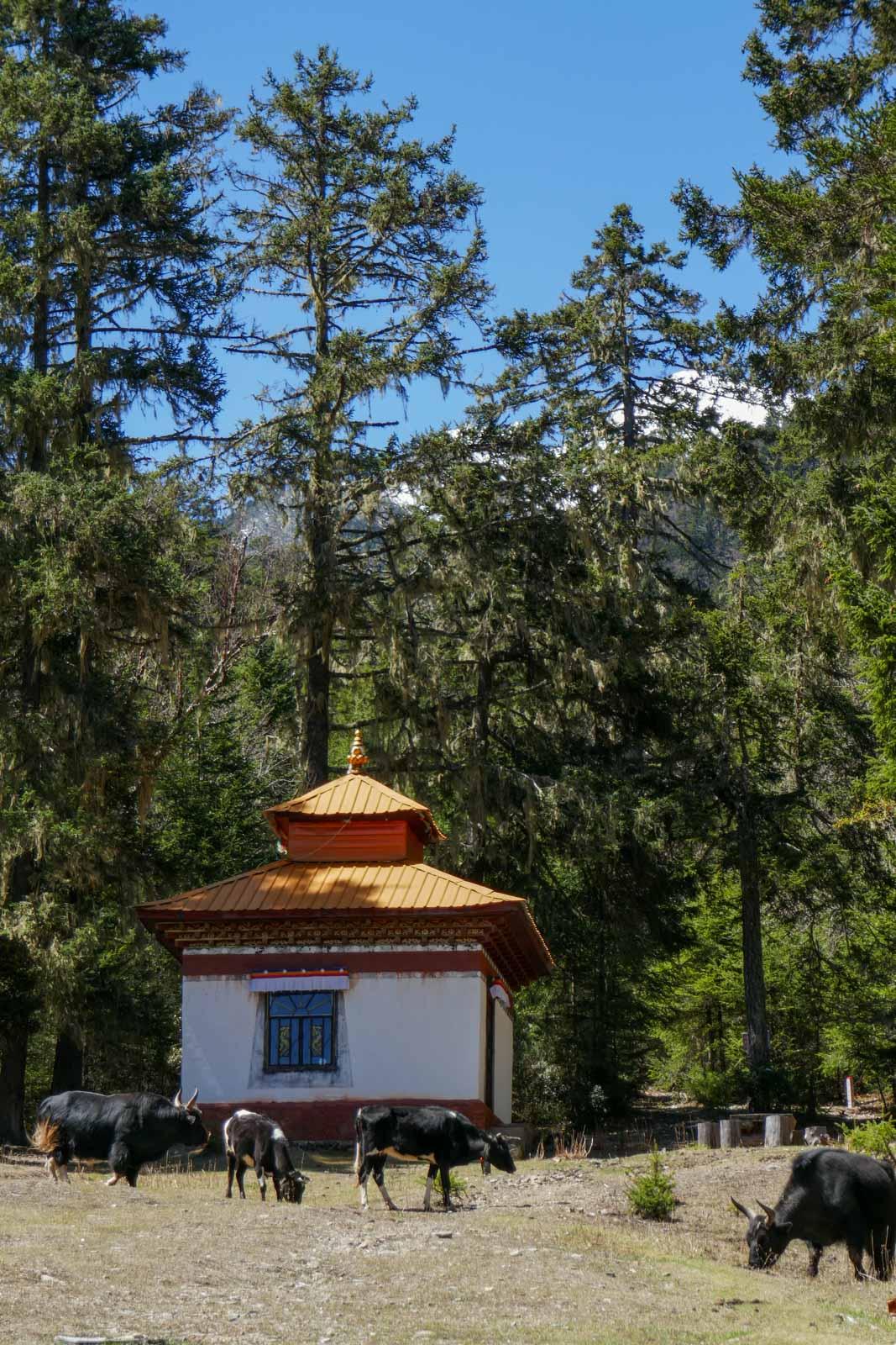 Dans les montagnes © Pierre Gunther