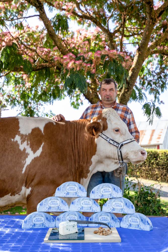 Le lait de vaches est à la base de la préparation du Bleu des Causses © DR