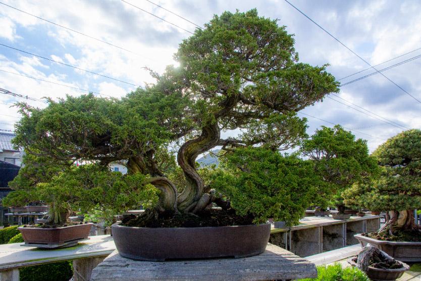 La culture des bonzais au Takamatsu bonsaï no Sato © DR