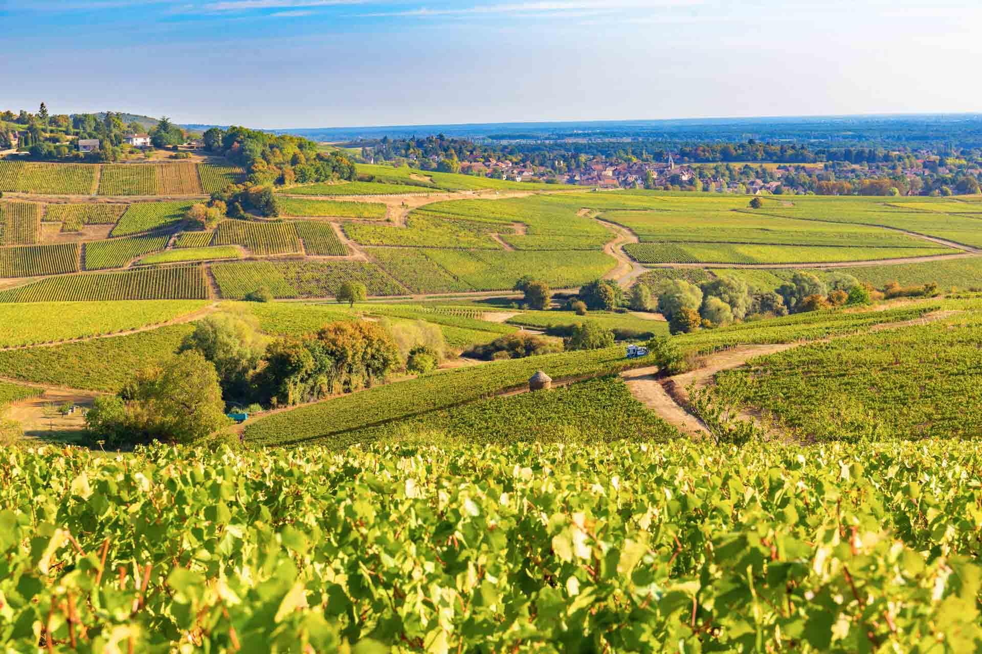 La route des vins en Bourgogne