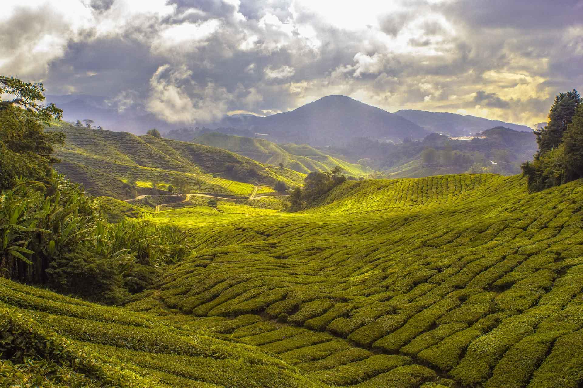 Cameron Highland © Paul Vincent