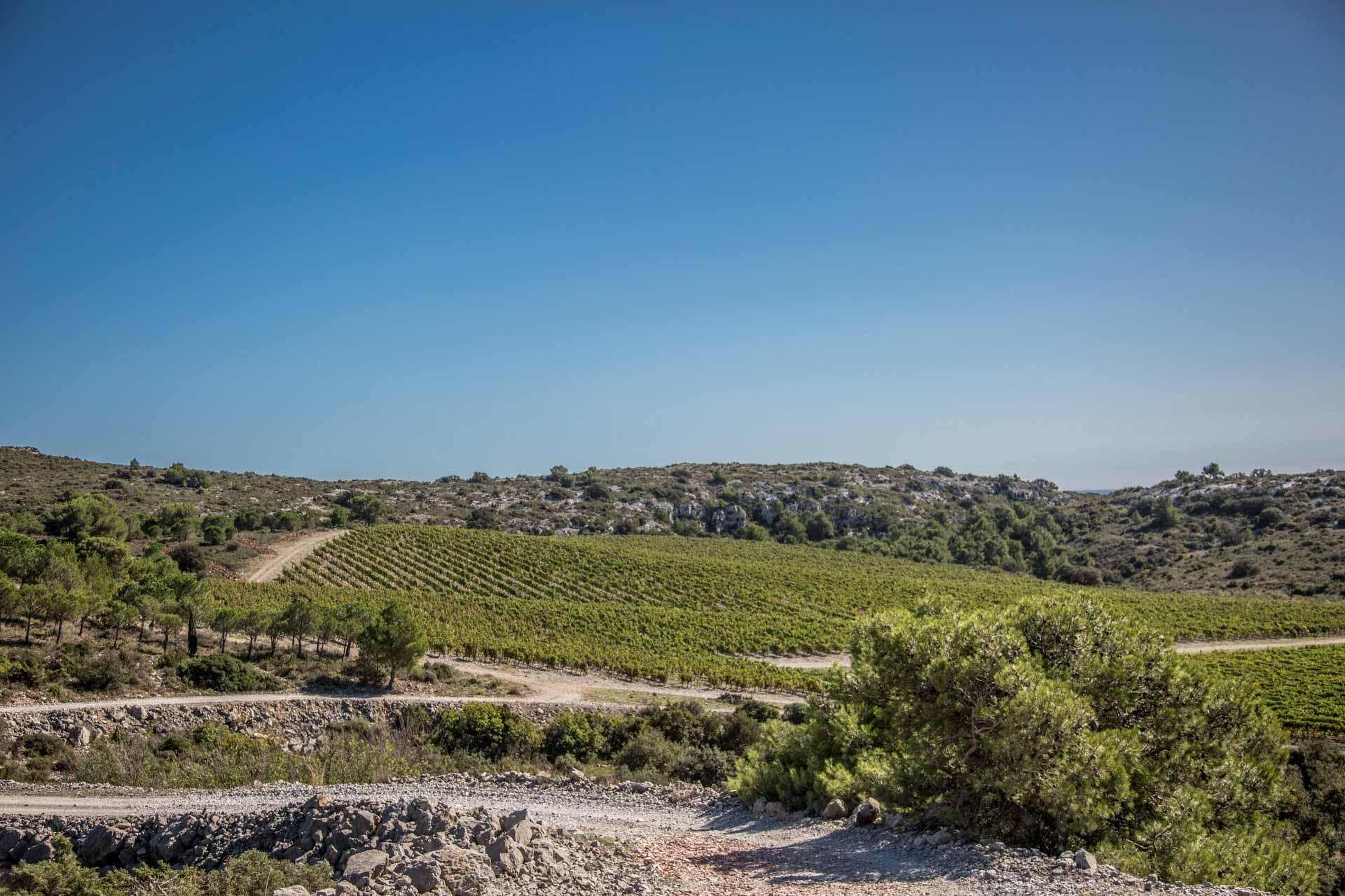 Les vignes du Château L’Hospitalet © Marie Ormières