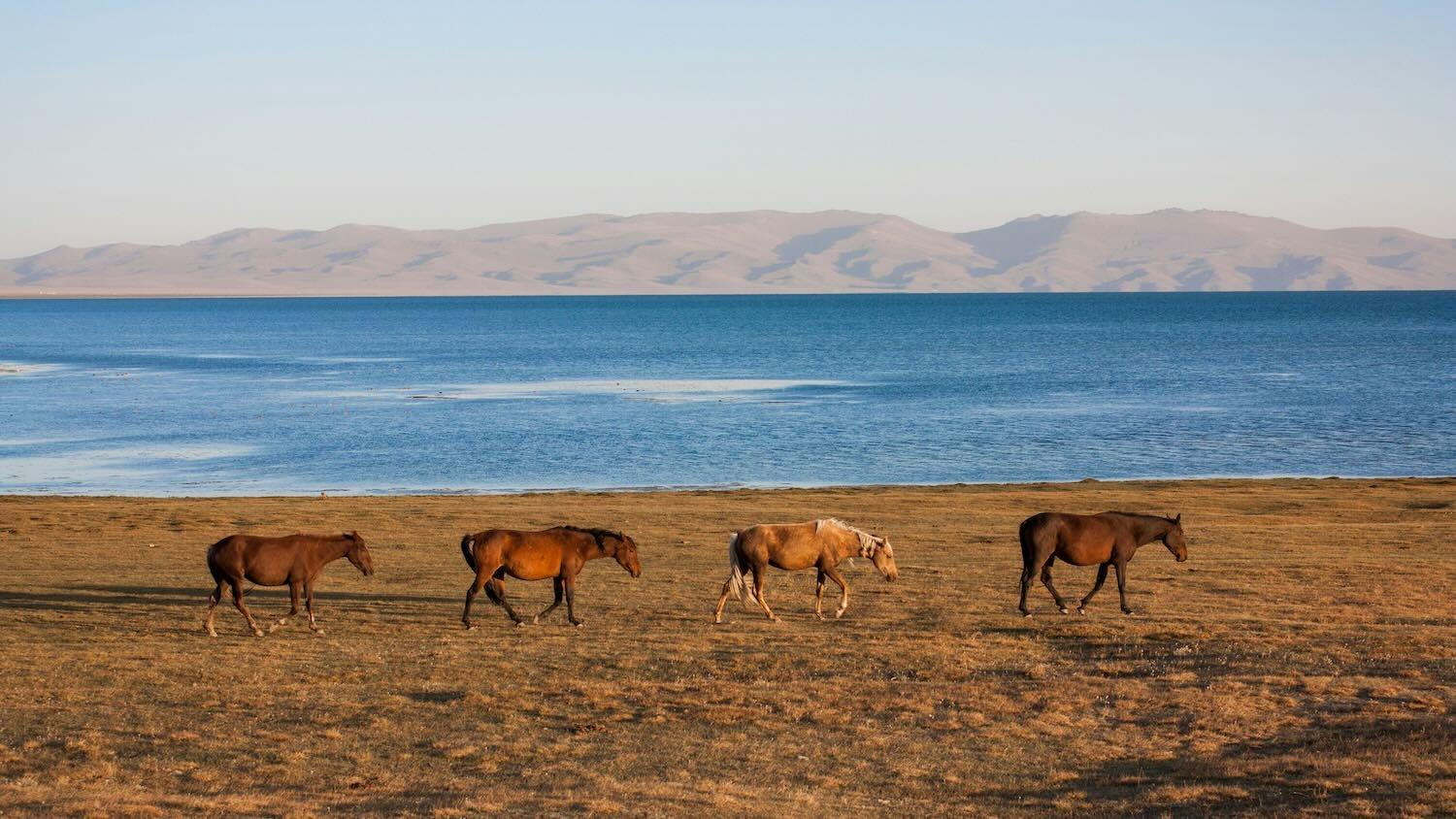Chevaux en liberté au bord du lac Son-Koul, au Kirghizistan, avec les montagnes en toile de fond à la lumière du soir © Unsplash / Daniele Nabissi