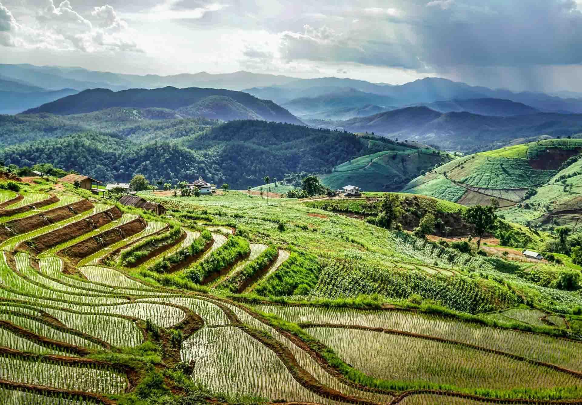 Les rizières de Papongpeang près de Chiang Mai © David Gardiner