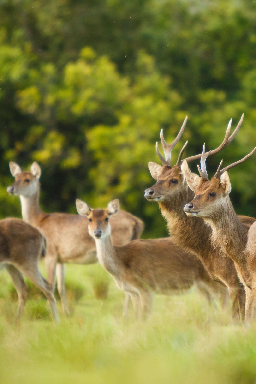 Les cerfs et les biches au Diana Dea Lodge © Diana Dea