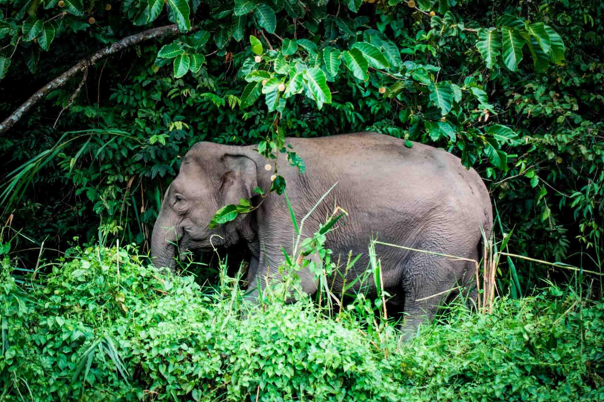 Elephant Kinabatangan river © Rob Hampson 