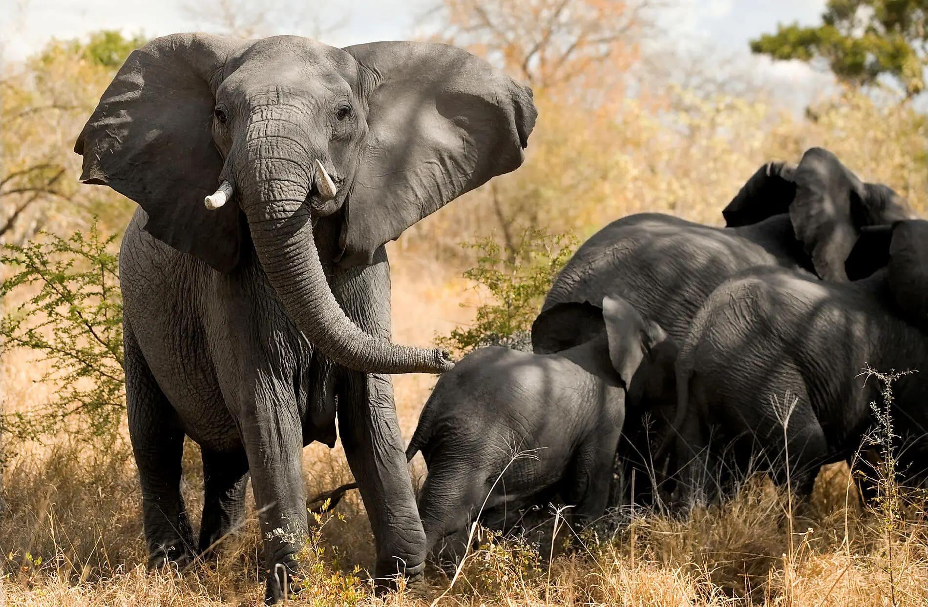 Observer des éléphants pendant la croisière de luxe © Ponant
