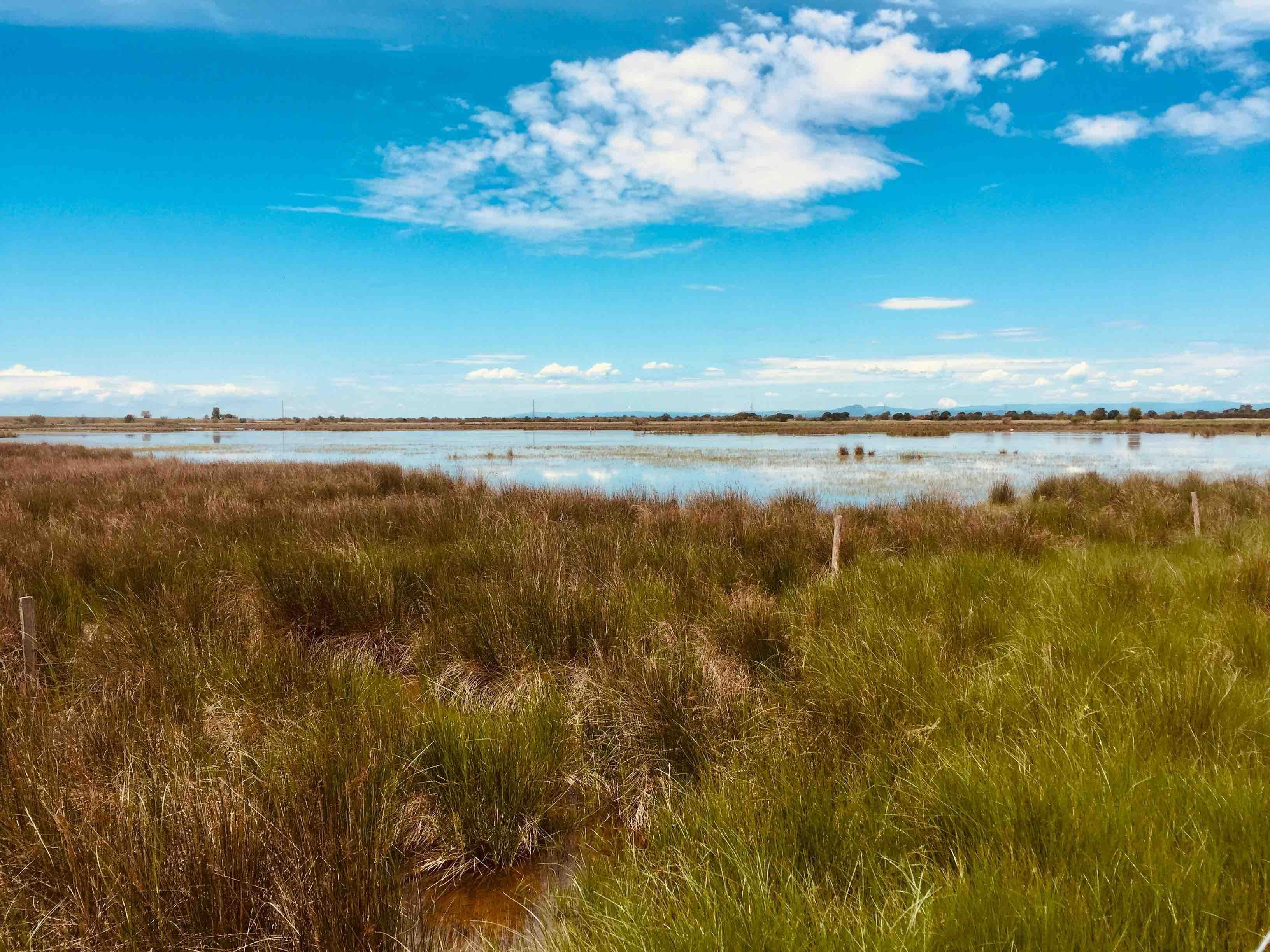 Paysage de Camargue © Ilona Bellotto
