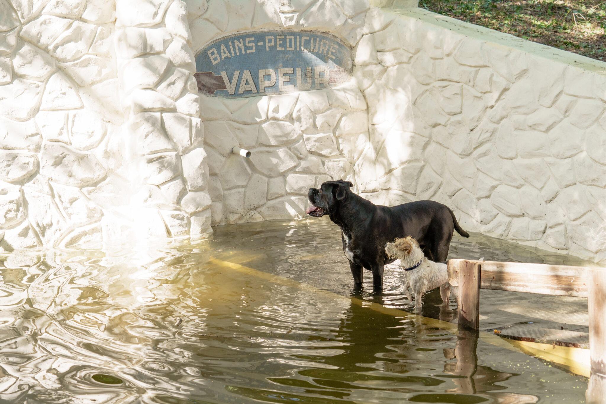 Pension et garderie premium pour chiens, Paris Sud-Ouest © DR