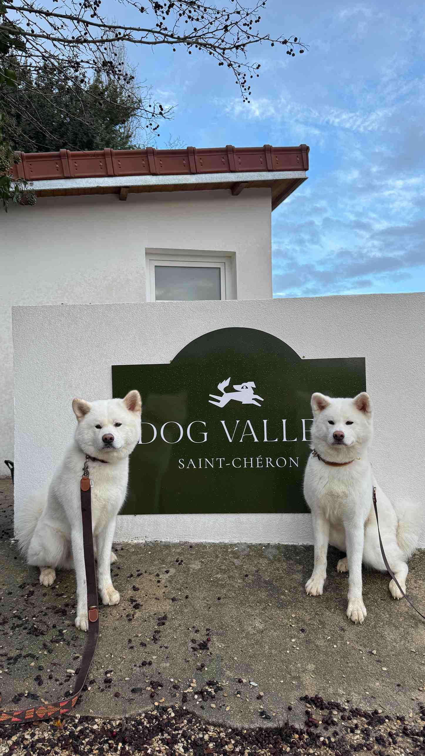 Le resort canin haut de gamme implanté à Saint Chéron © dogvalley_resort