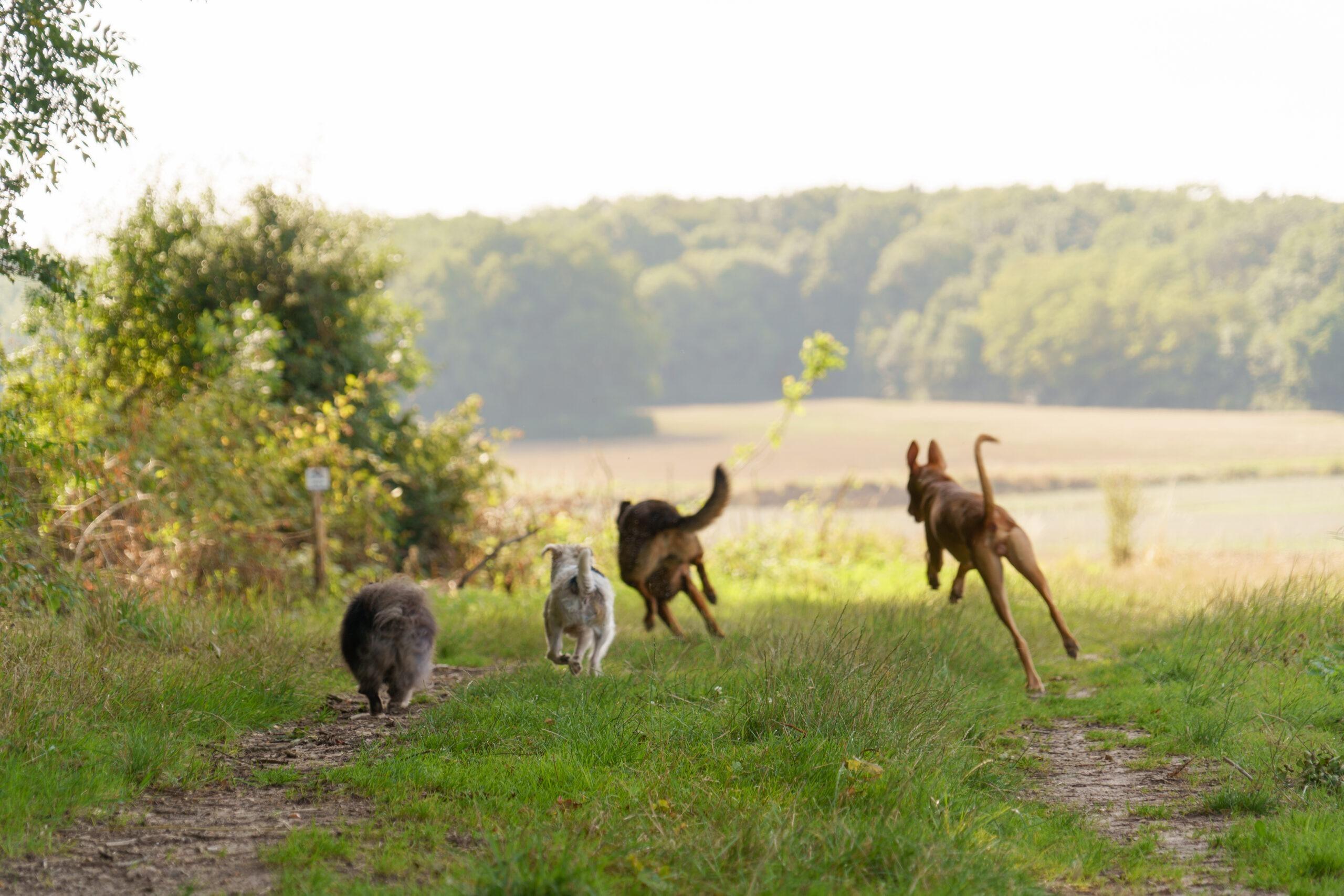 Une journée Signature Day chez Dog Valley © DR