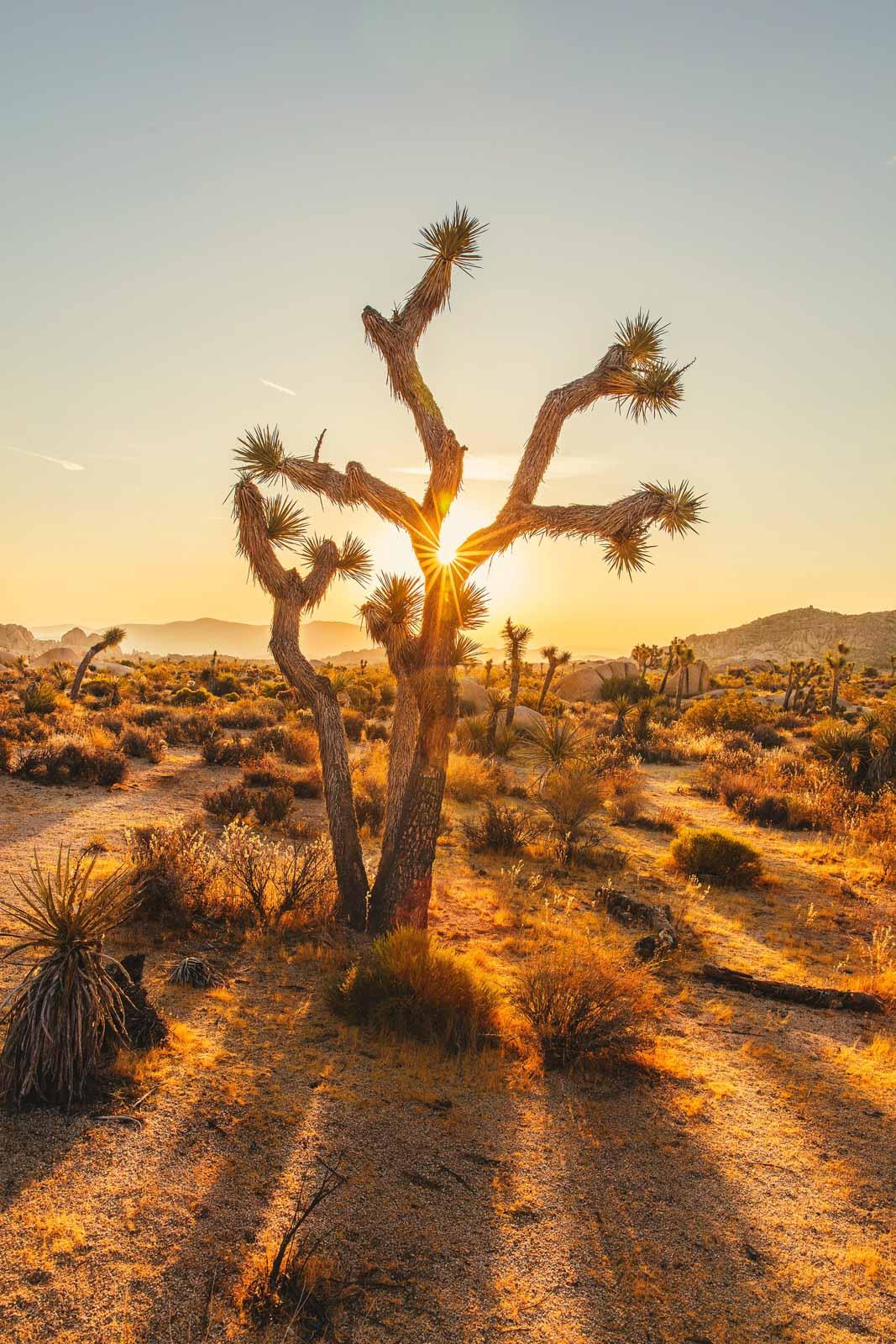 Desert de Joshua © huper by joshua earle 