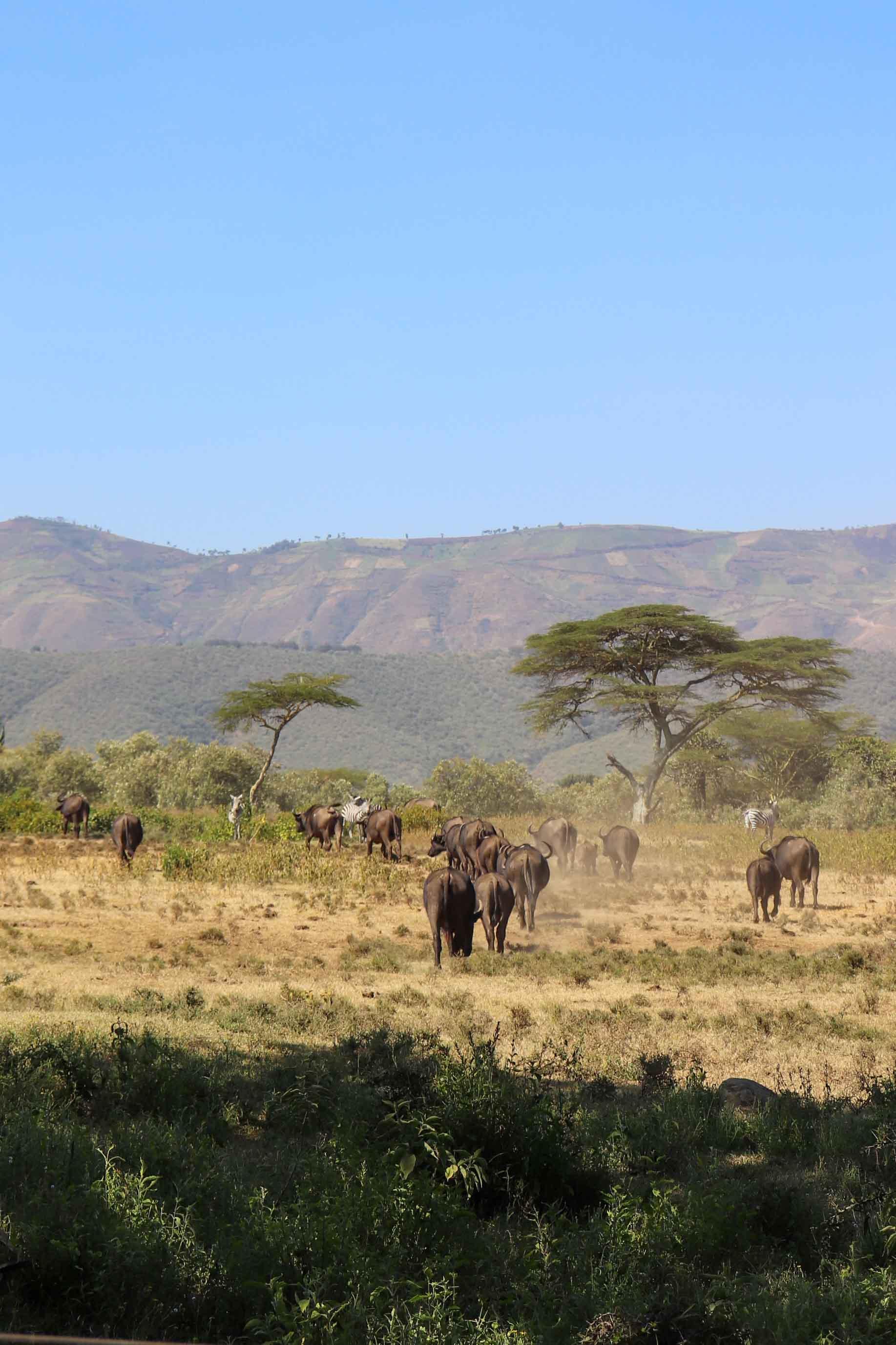 Oserengoni Wildlife Sanctuary © Pierre Gunther