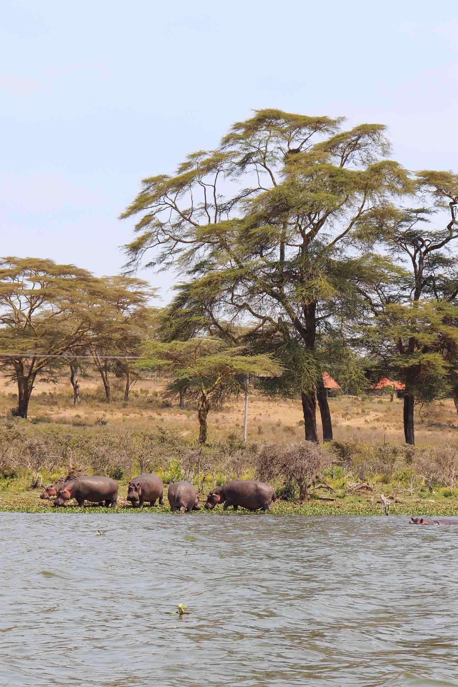 Des hippos sur le Lake Naivasha © PG