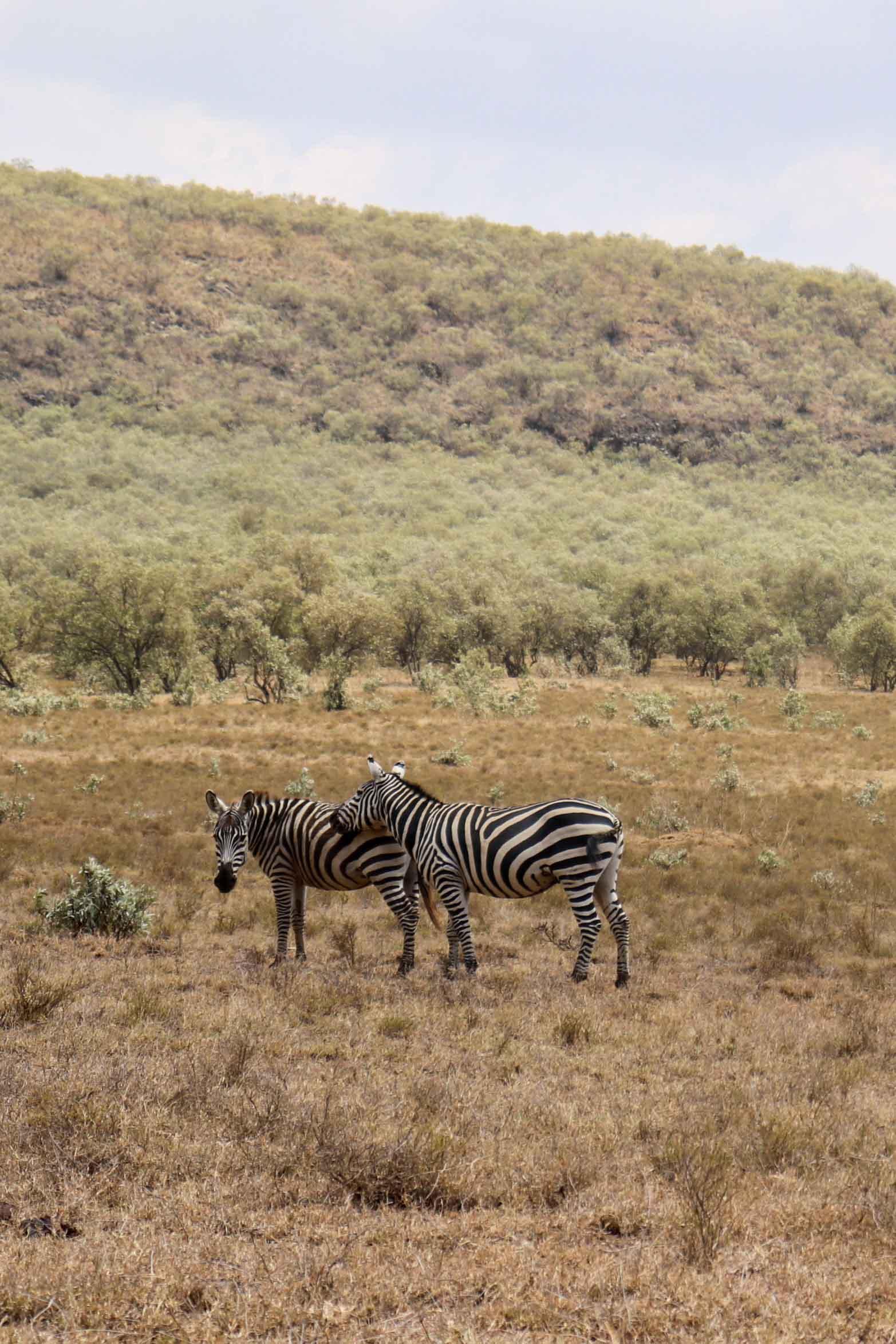 Safari au Kenya au Hell’s Gate National Park © Pierre Gunther