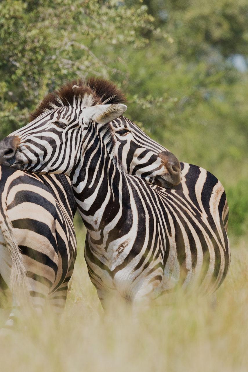 Kruger National Park © Vincent Van Zalinge