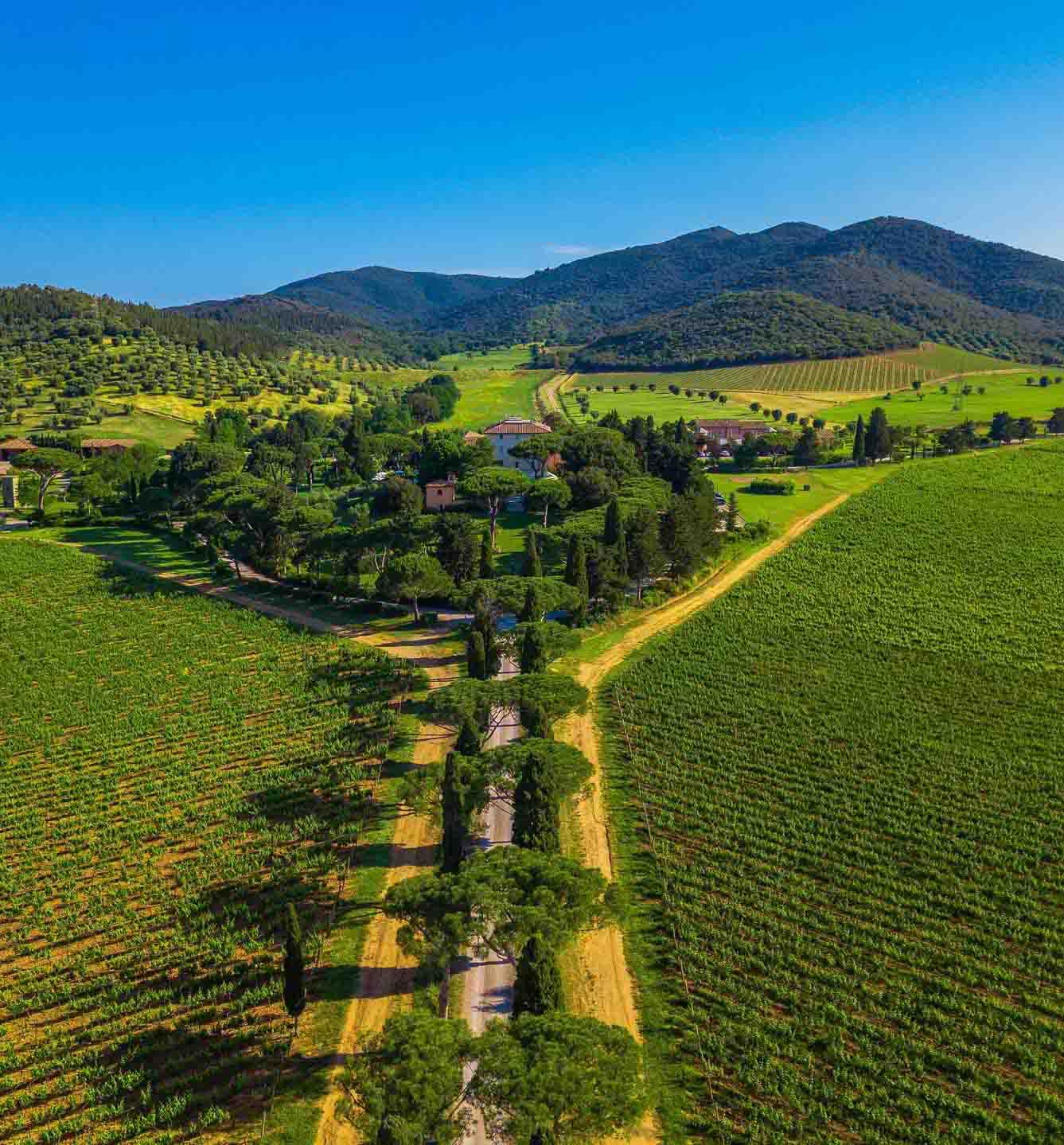 Une allée de pins accueille les hôtes de l’Andana © L’Andana