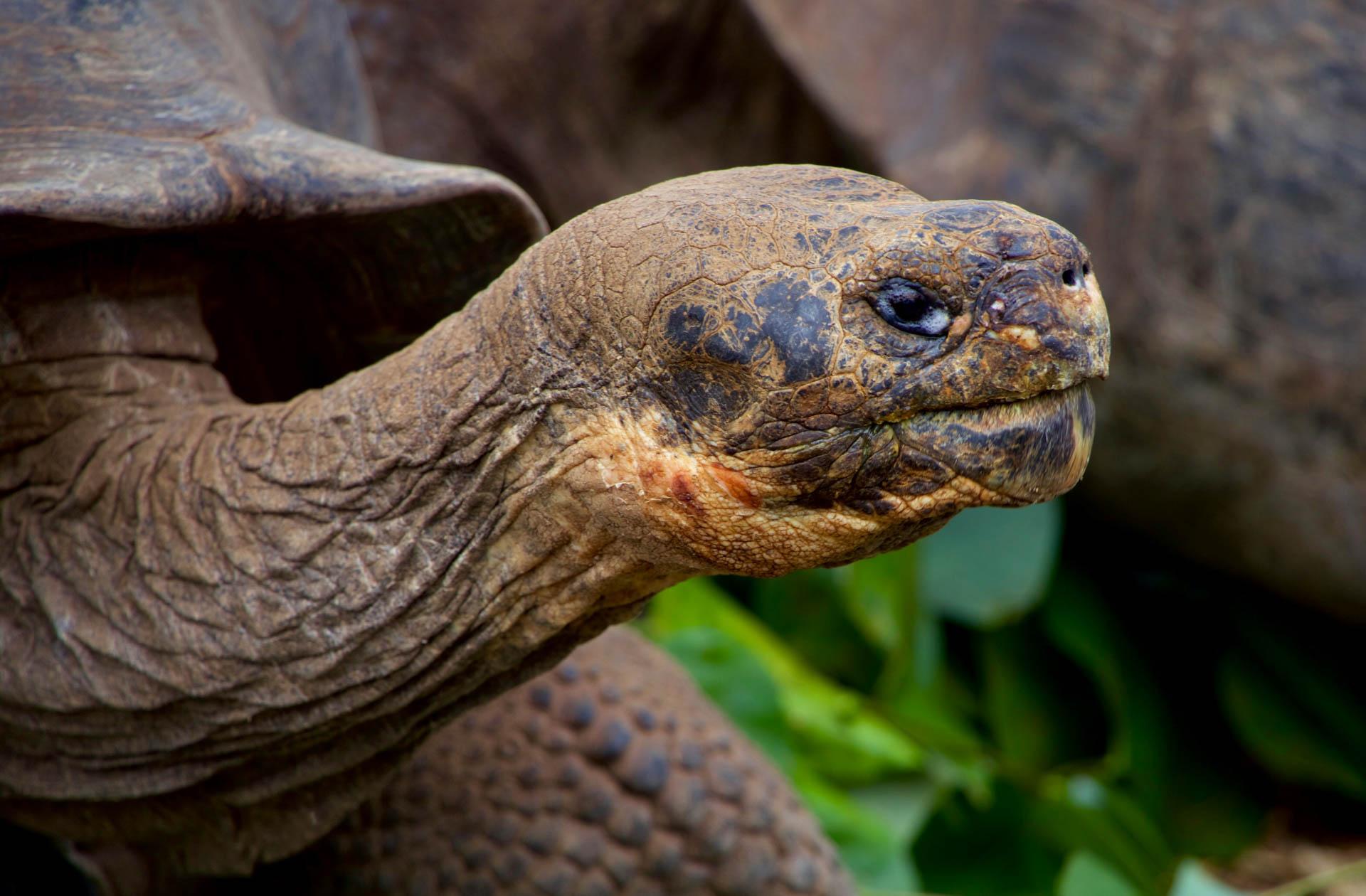 Les plus belles croisières des Galapagos