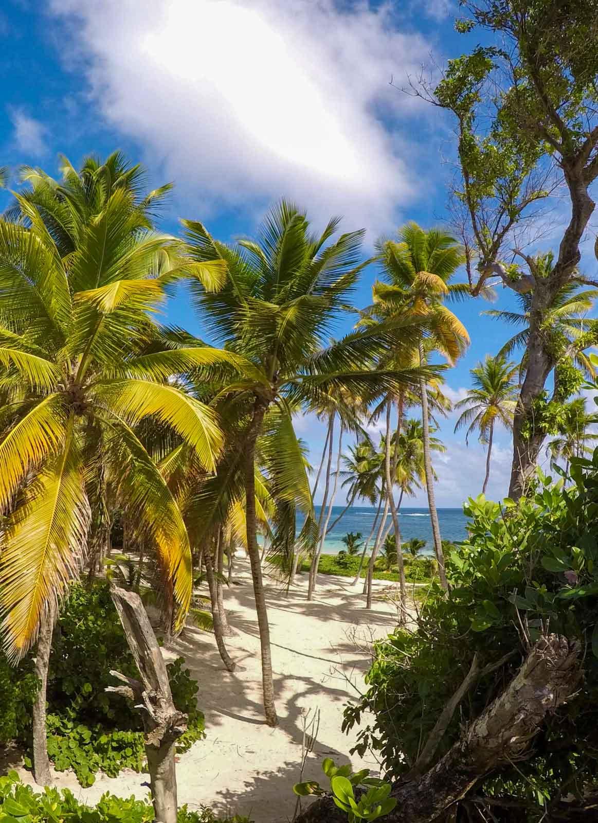 Martinique © Teddy Charti