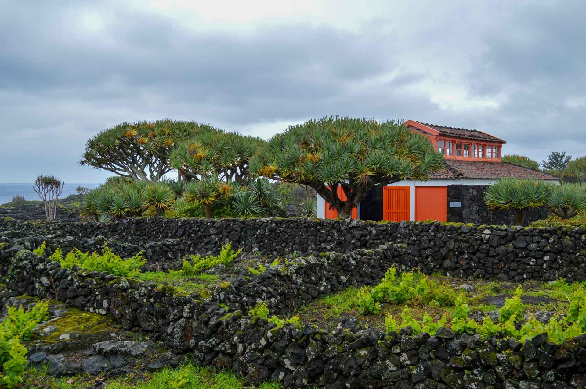 Le musée du vin et des vignes traditionnelles entourées de murets au premier plan © YONDER.fr/PG