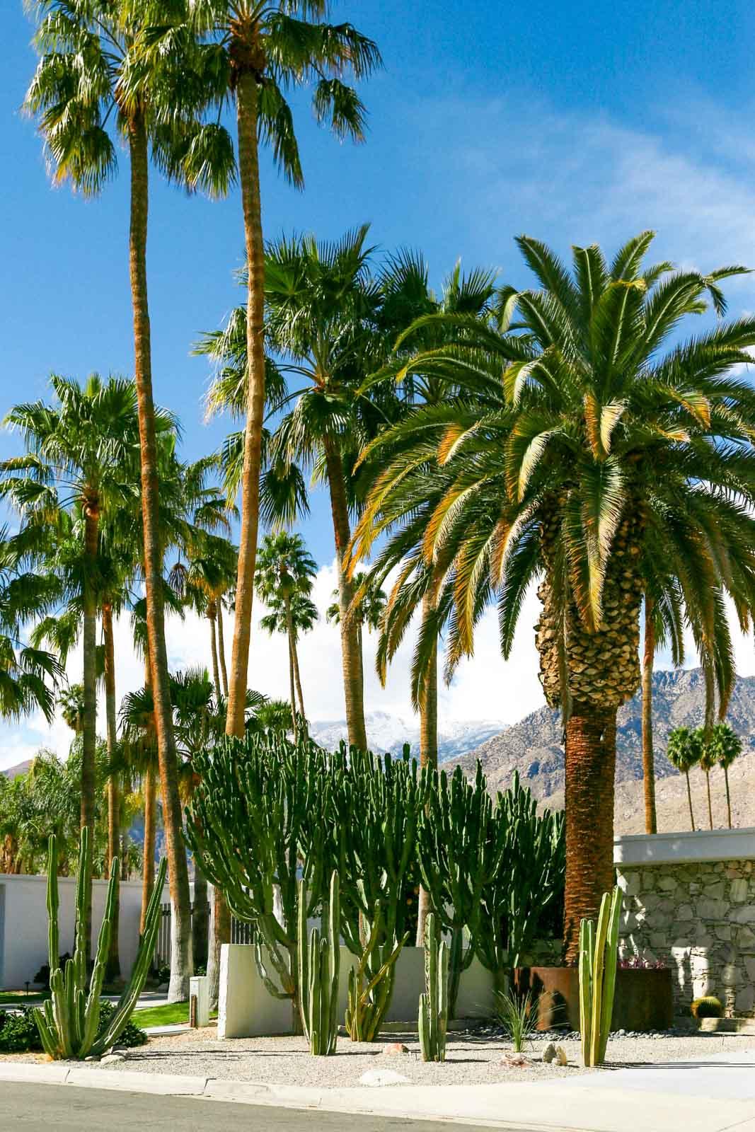 Palm Springs © Taylor Simpson 