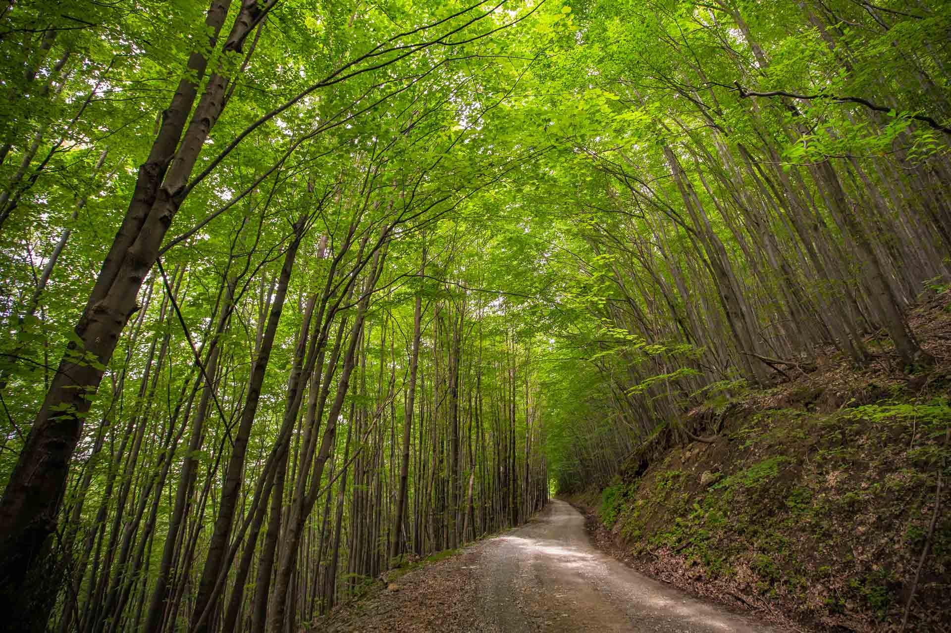 Parc naturel de Papuk, forêt Jankovac © Ivo Biočina