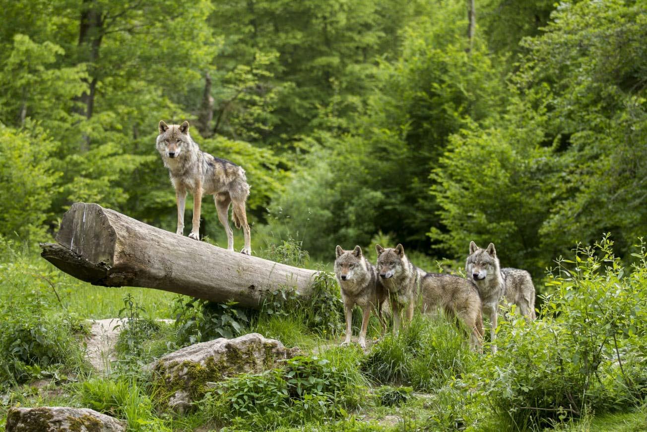 Les loups au Parc de Sainte-Croix © Morgane Bricard