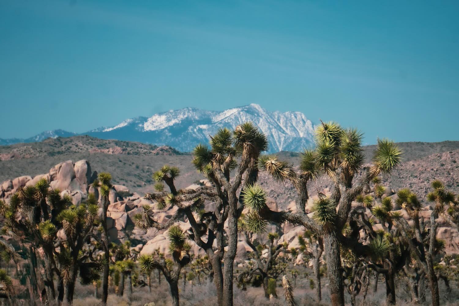 Joshua Tree National Park, sur la route 66 © Patrick Mayor via Unsplash